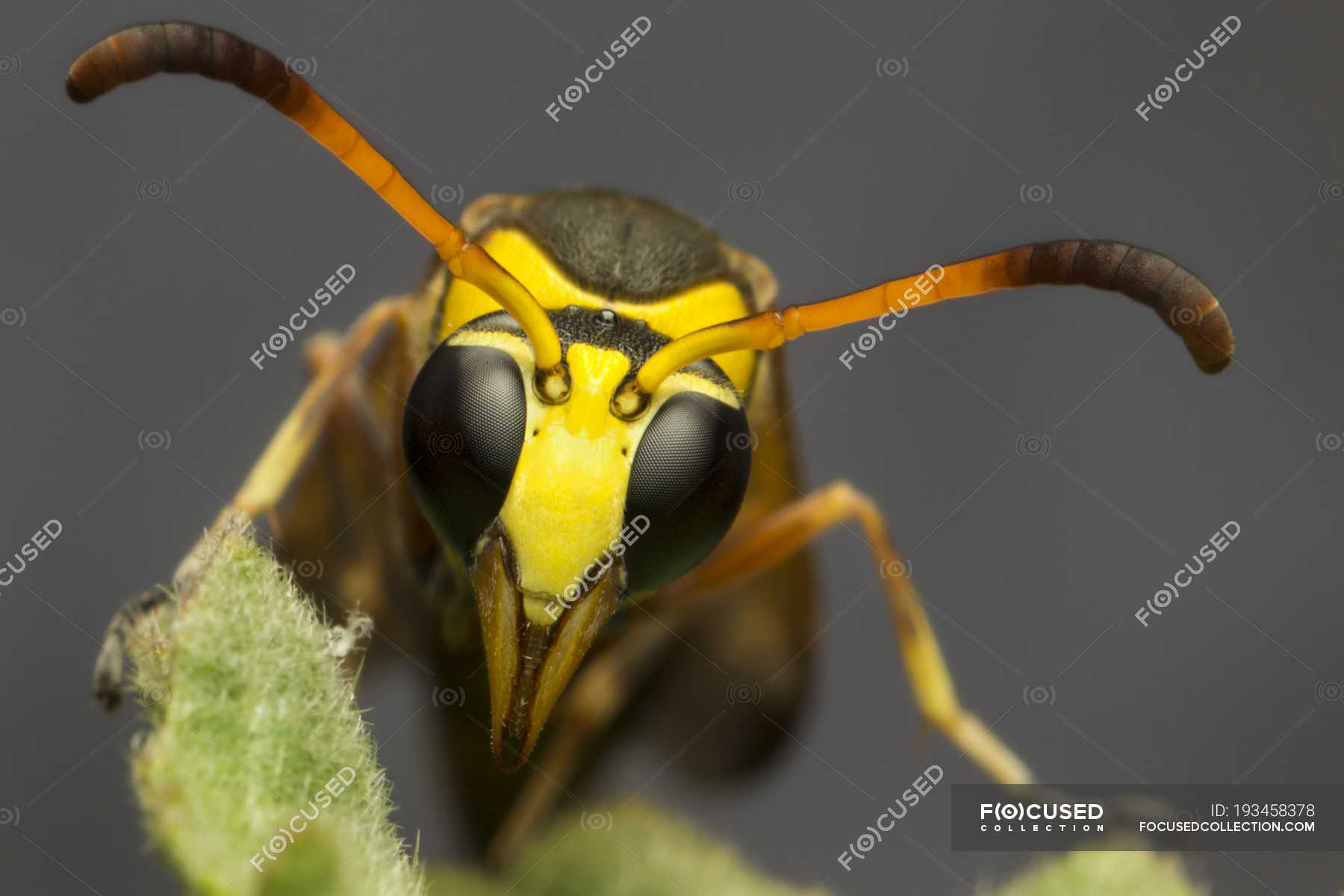 Closeup of a yellow jacket wasp against blurred background — animal, west java Stock Photo