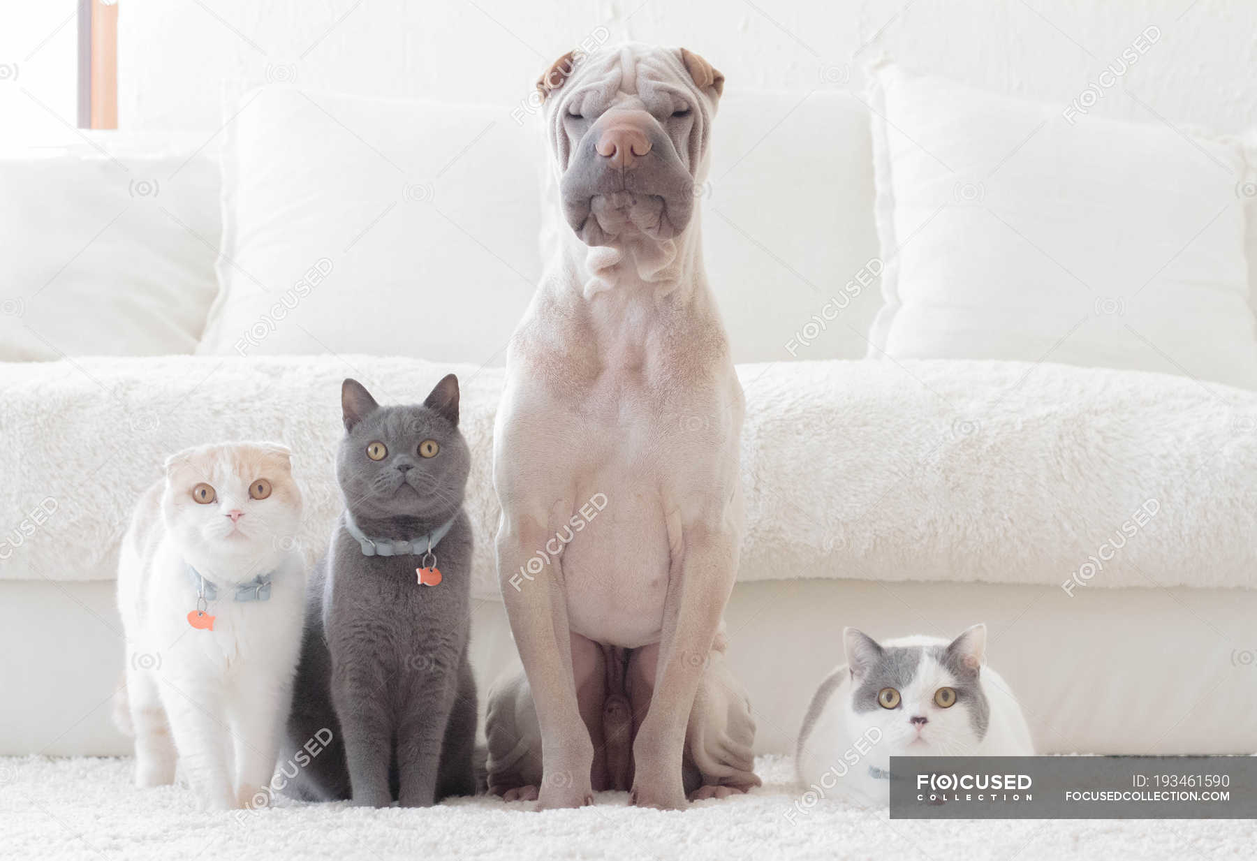 White Chinese Shar Pei Dog Sitting At White Sofa With Scottish