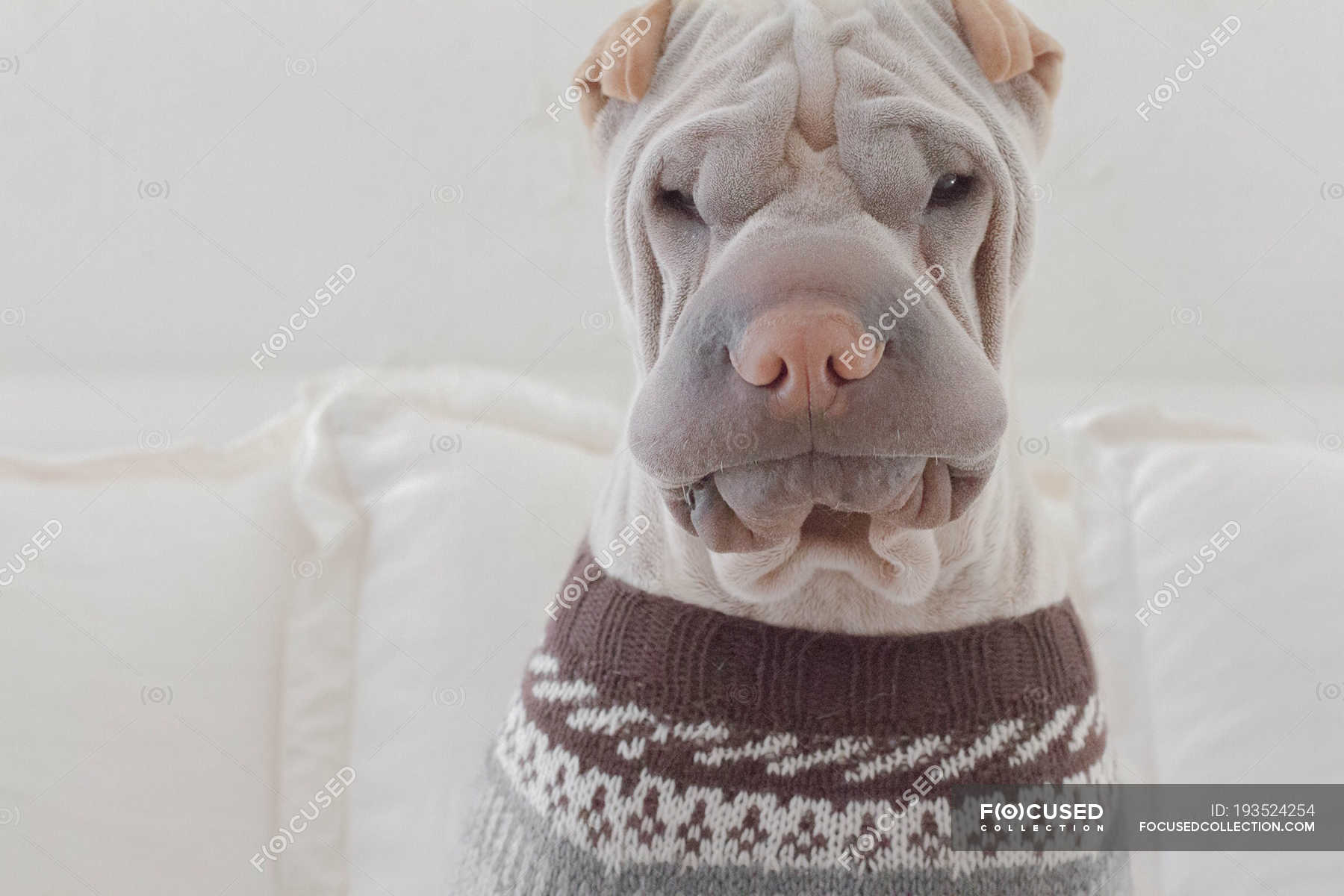 Trendy Sharpei Dog Wearing A Jumper Background Canine Stock Photo 193524254