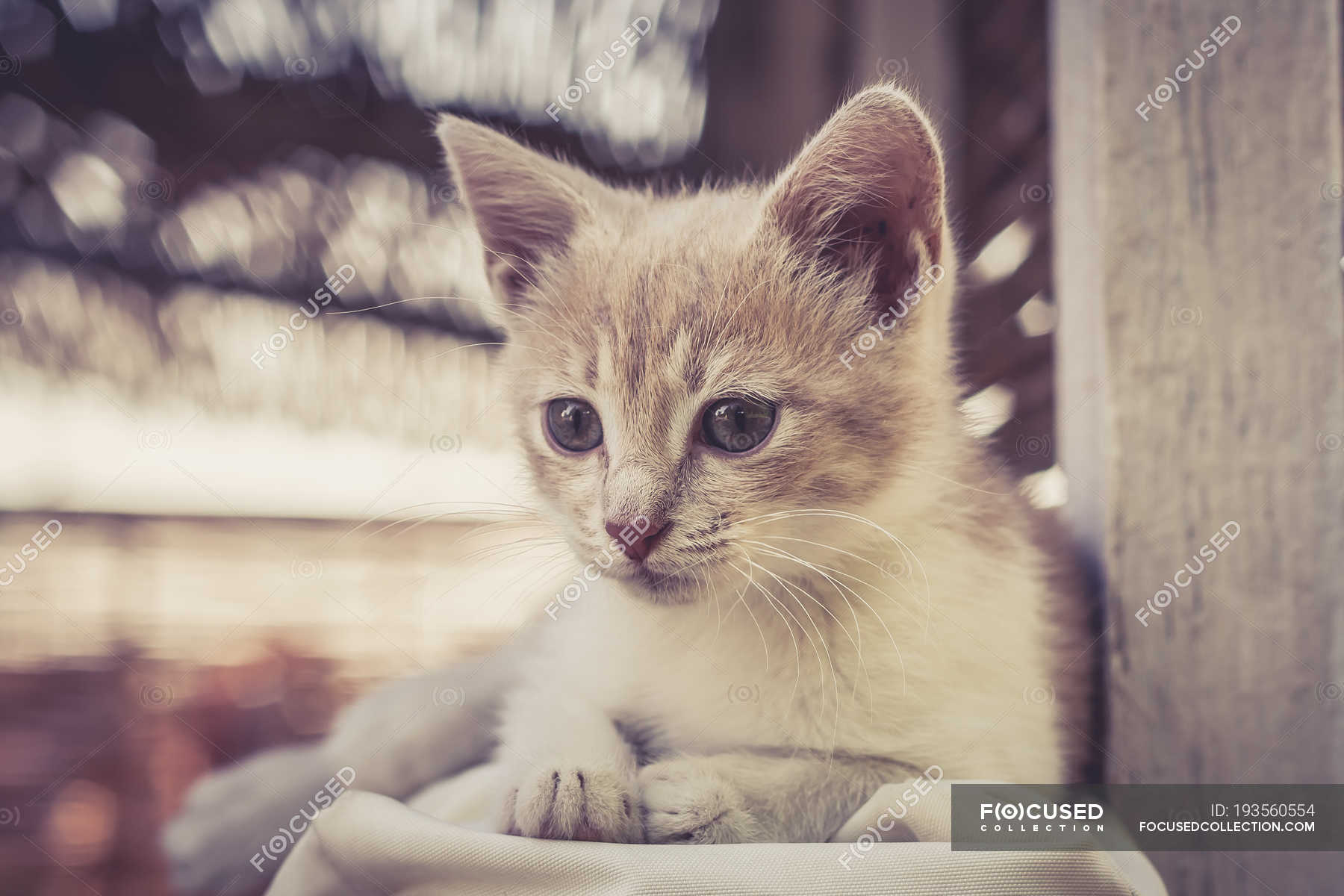 Close Up Of Cute Adorable Kitten Blurred Background Looking At Camera Domestic Animal Stock Photo 193560554
