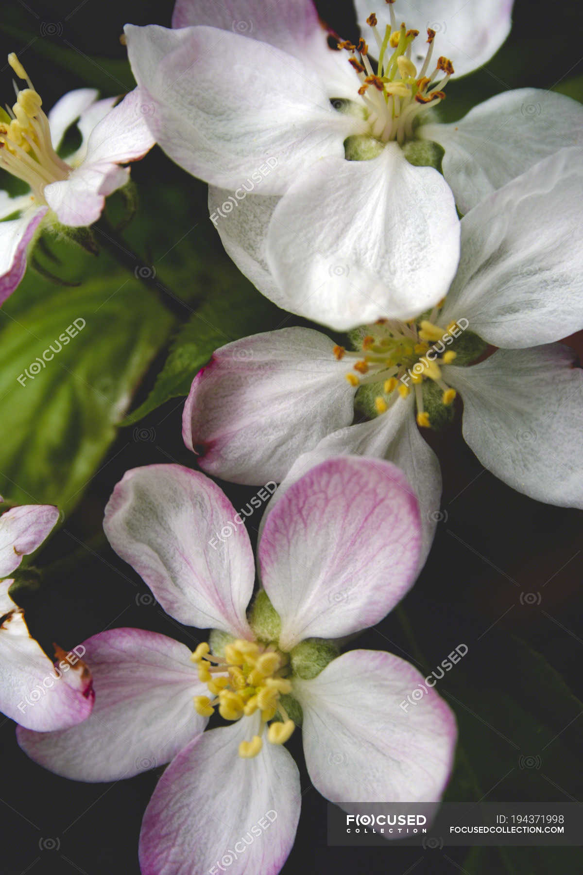 Close Up Of Apple Blossom Flowers On Black Background Vegetation Nature Stock Photo