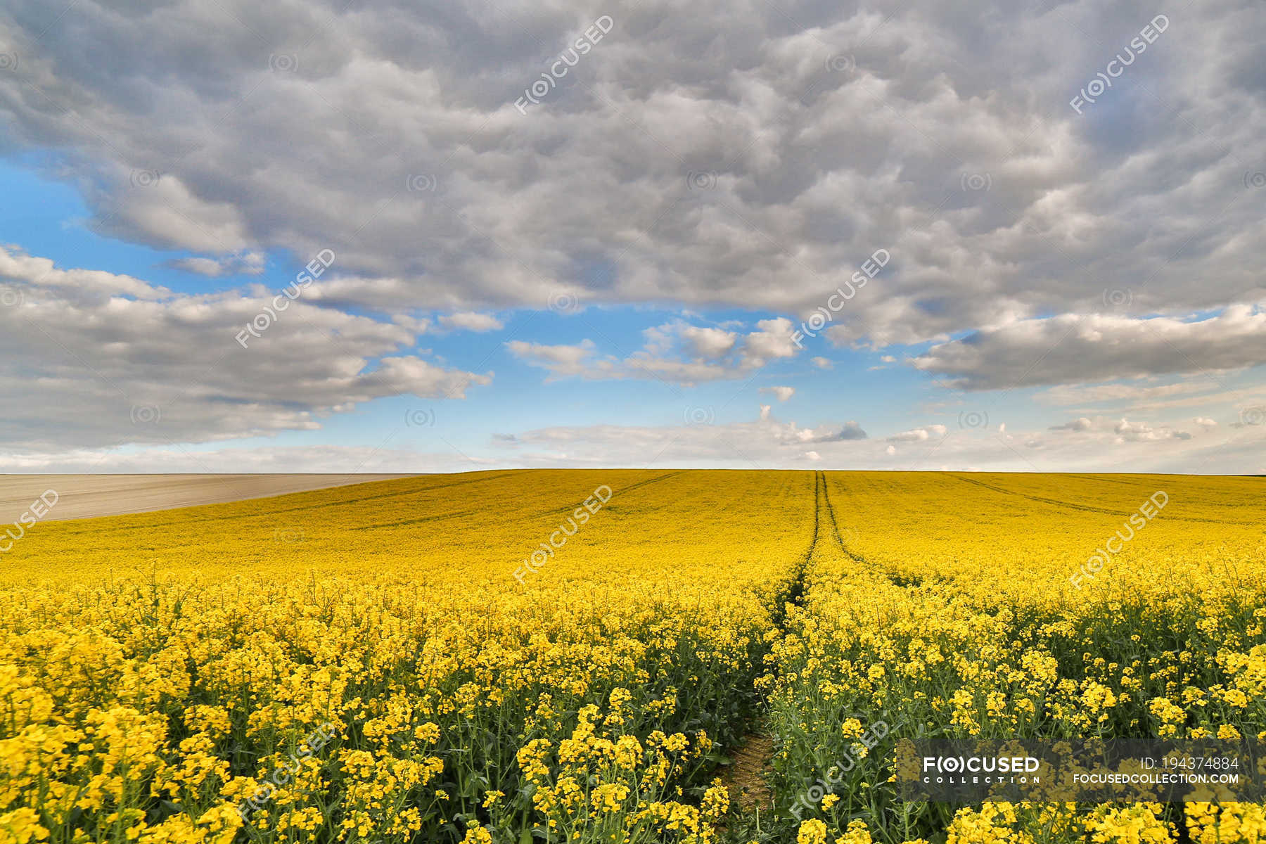 Рапсовое Поле Фото