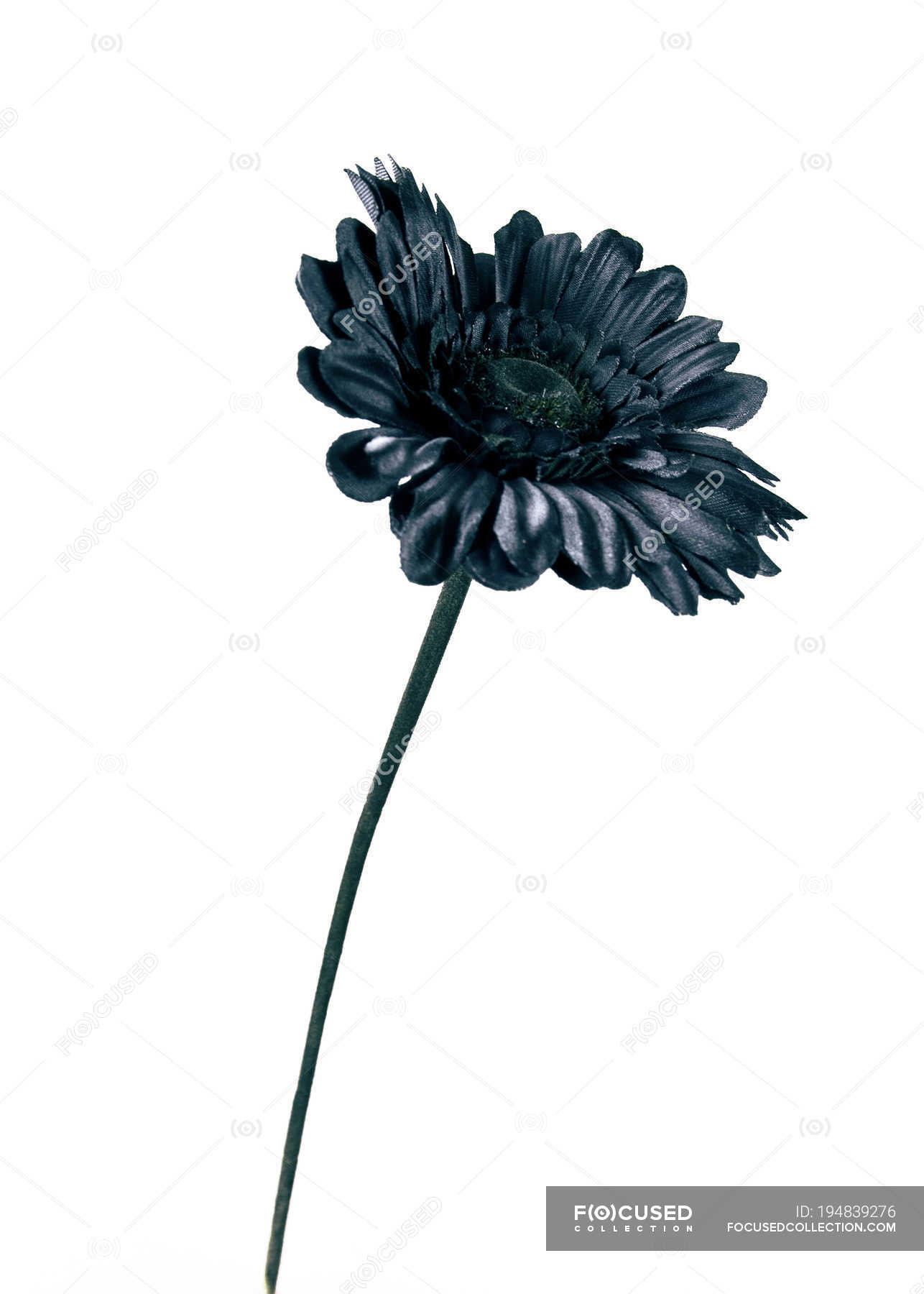 Close-up of black flower on white background — purity, plant - Stock Photo  | #194839276