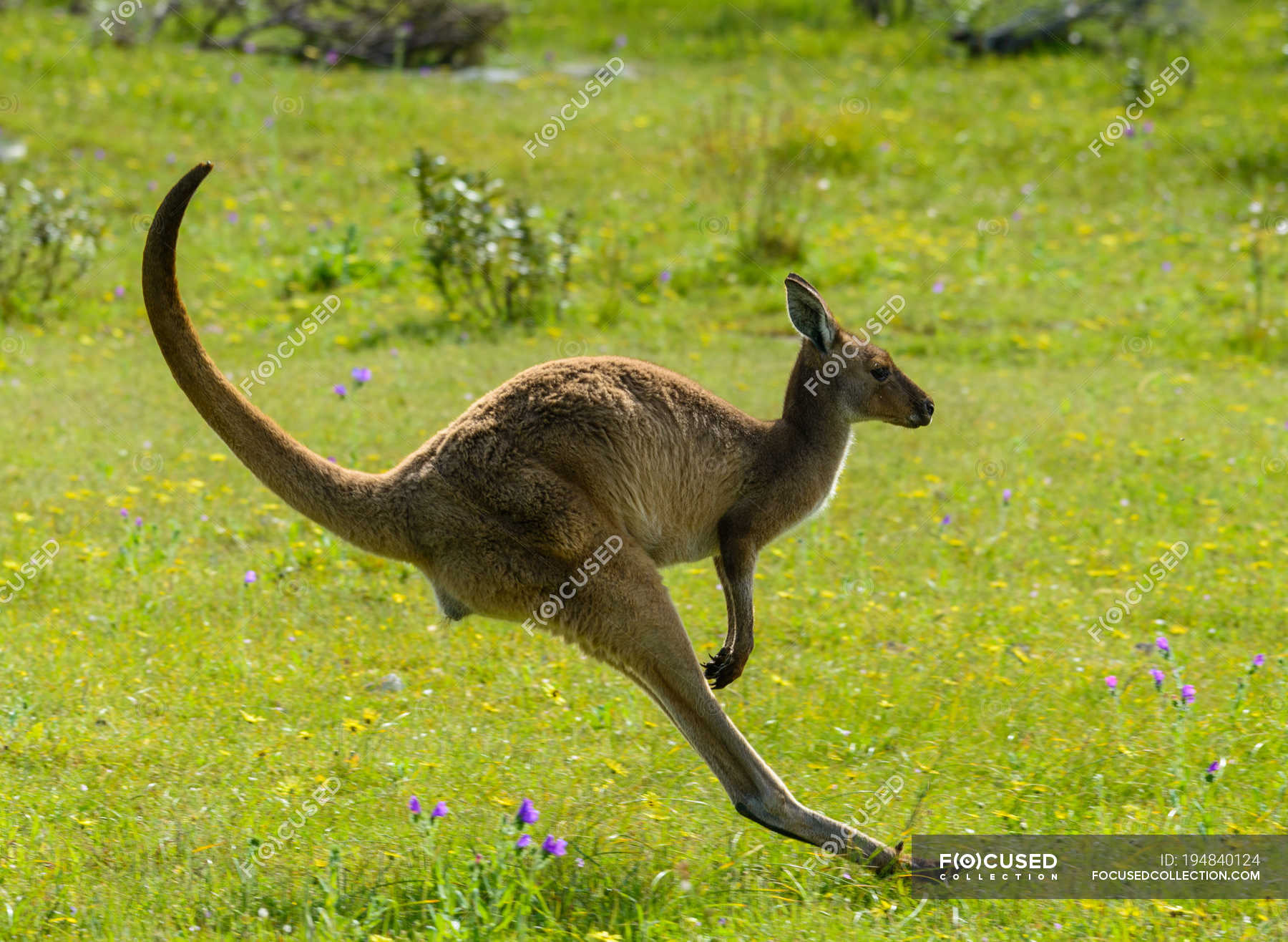 Side view of funny kangaroo on the breaks — background, fascinating - Stock  Photo | #194840124