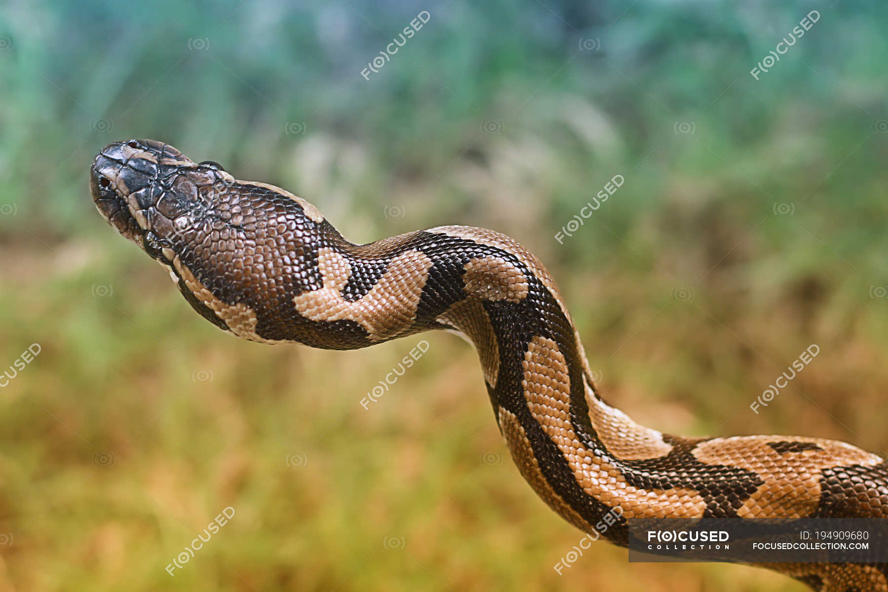 Close-up of wild Ball Python in nature — python regius, Natural Pattern ...