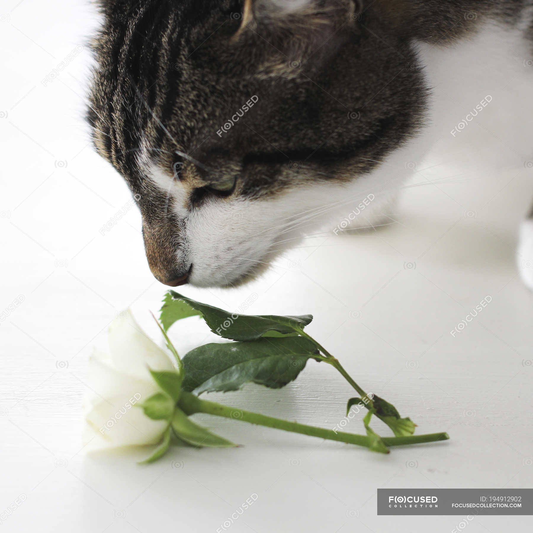 Close up of cute cat sniffing flower — beautiful, Animal Behavior ...