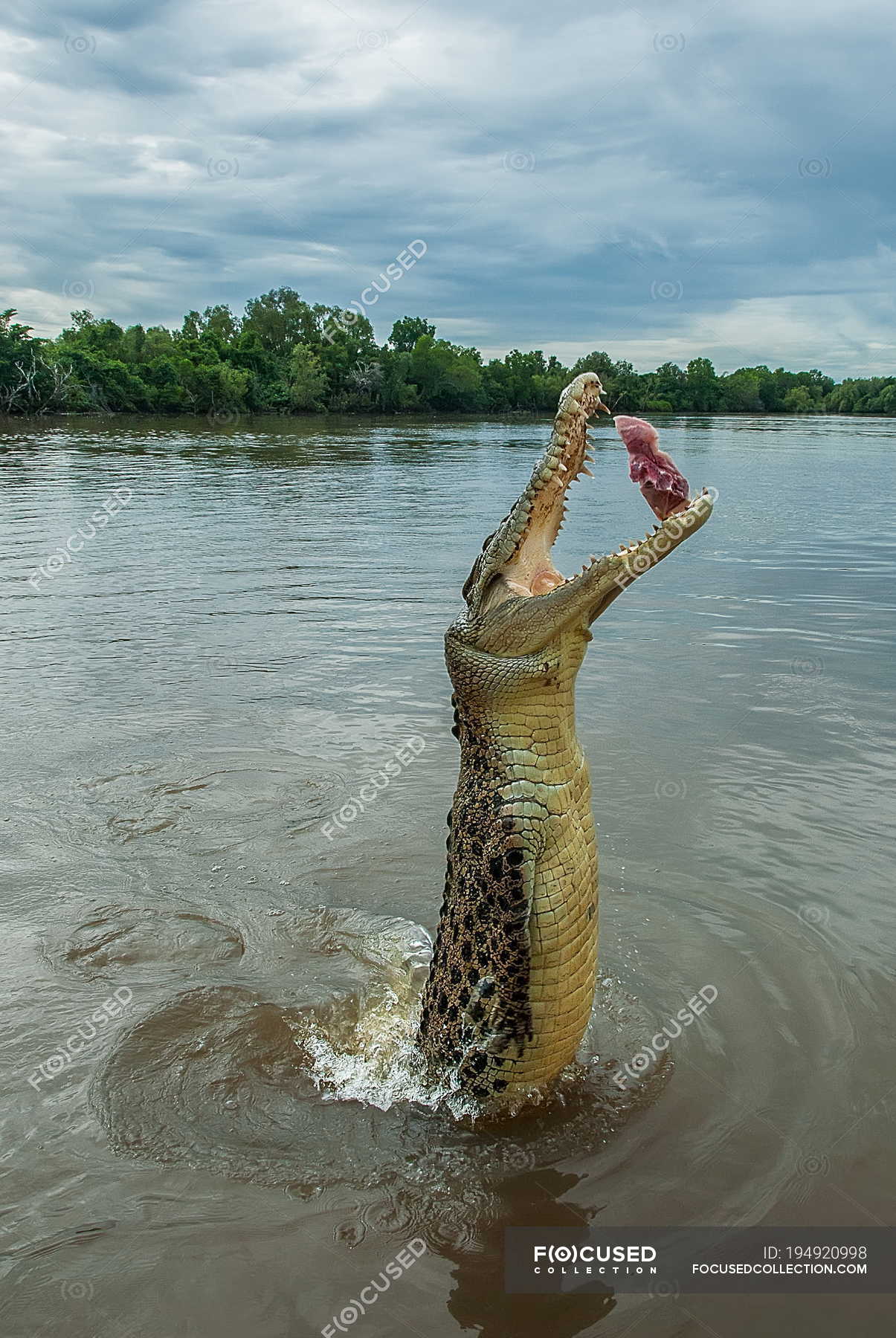 Australia, Darwin, Adelaide River, Jumping crocodile catching food —  animal, tourism - Stock Photo | #194920998