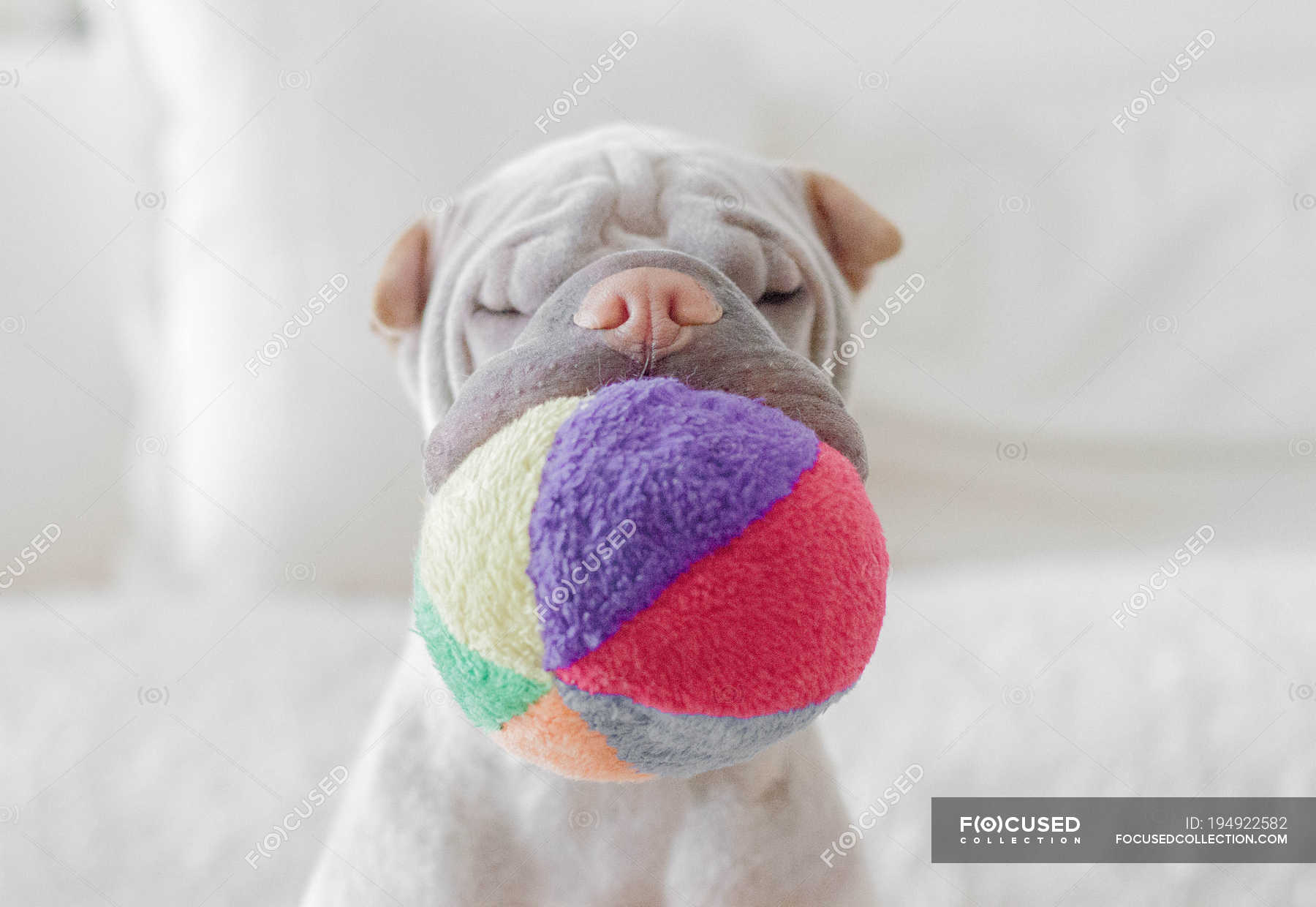 Adorable little Shar pei with colorful ball in mouth — one, colour ...