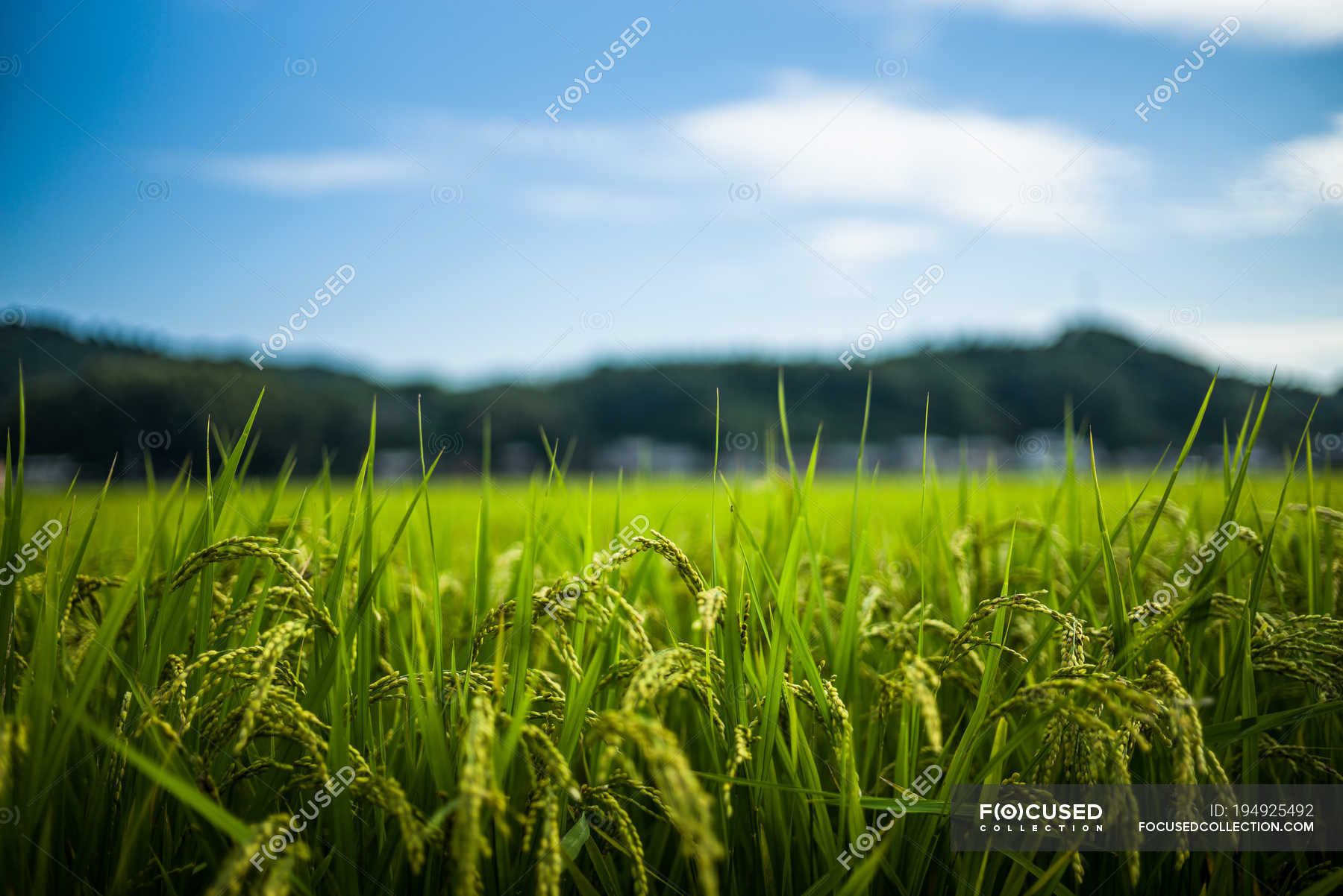 Immagini Stock - Un Primo Piano Di Erba Verde Coperta Dal Gelo Con Uno  Sfondo Sfocato. Image 162265596