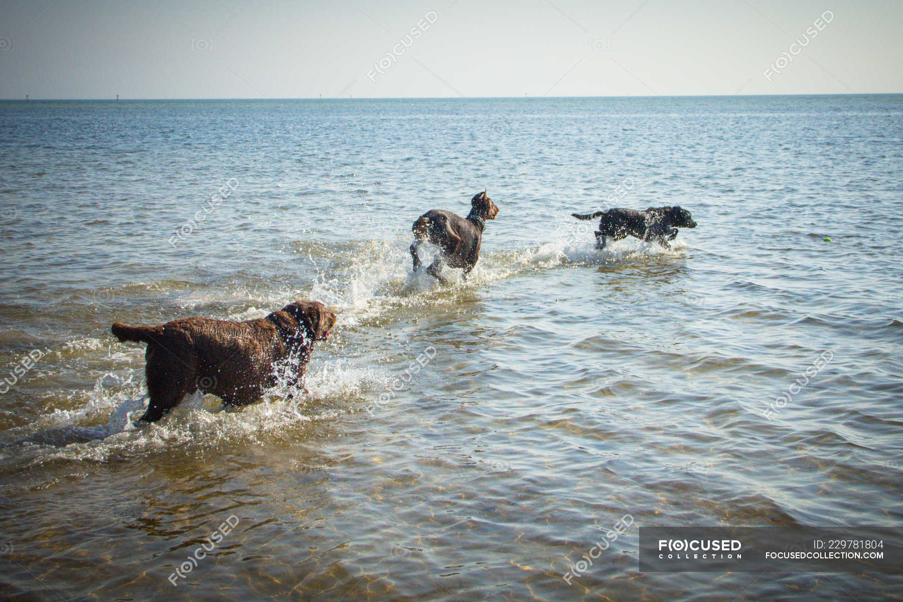 Is Sea Water Good For Dogs