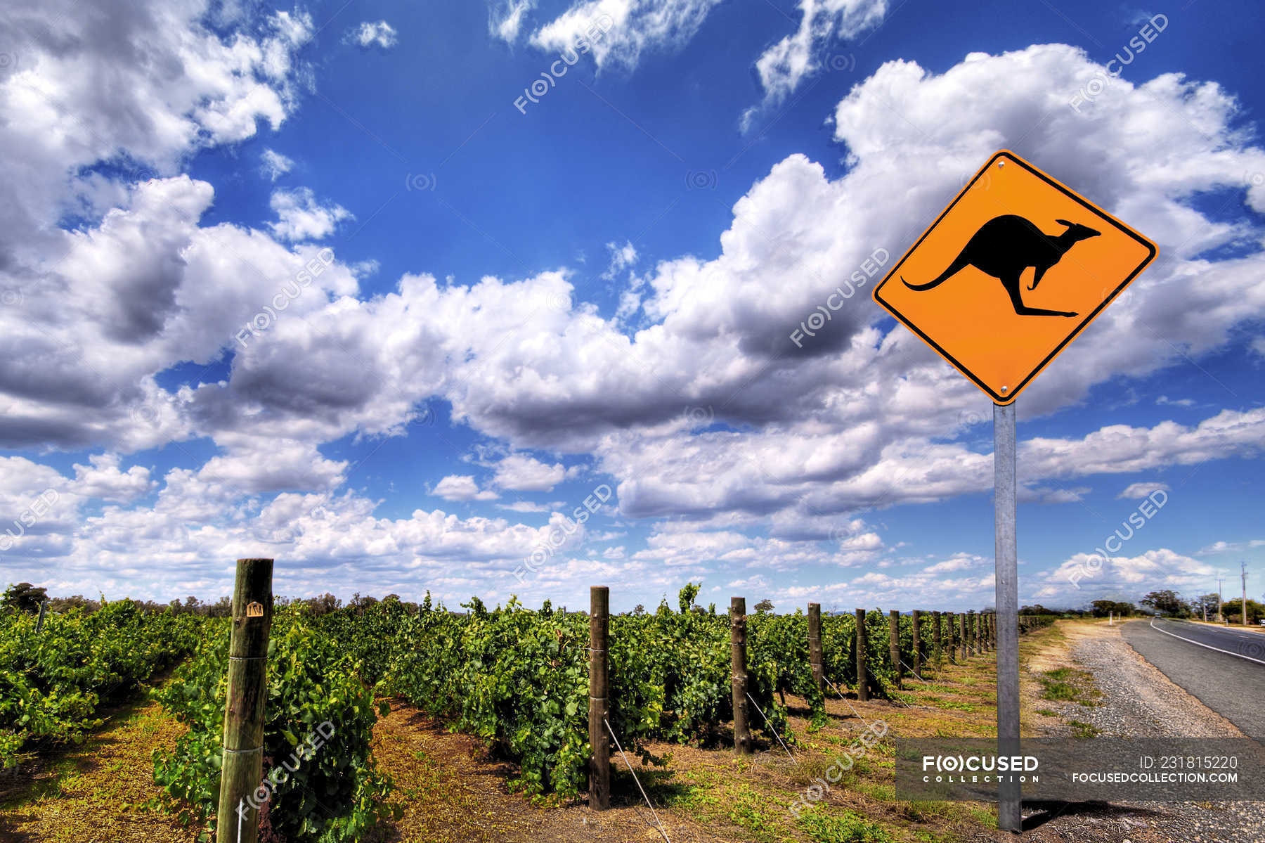 Scenic View Of Kangaroo Warning Sign Vineyard And Road South Australia Australia Danger Sign Post Stock Photo