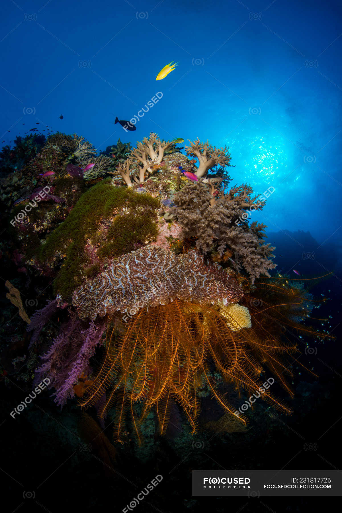 Scenic view of Coral reefs, Tubbataha Reefs Natural Park, Philippines ...