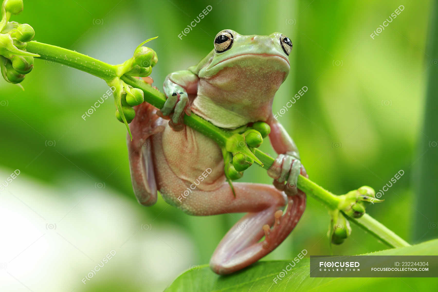 Dumpy tree frog on plant, closeup view — wildlife, selective focus