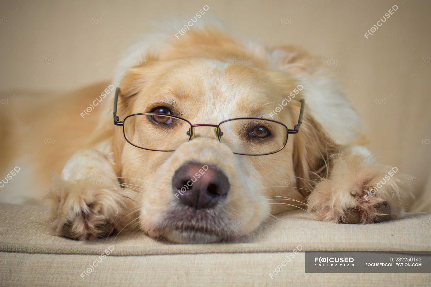 Border Collie Lab Mix Dog Wearing Spectacles Mixed Breed Funny Stock Photo