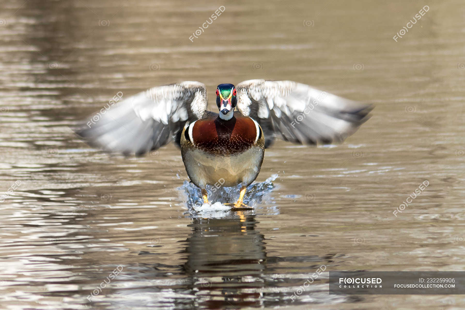 Closeup View Of Wood Duck Landing On Water Outdoors Close Up Stock Photo 232259906,Best Laminate Flooring For Bathroom