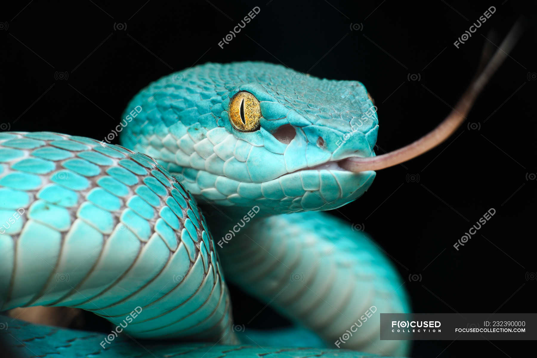 Majestic blue Pit viper snake, black background — Animal Tongue, coiled 