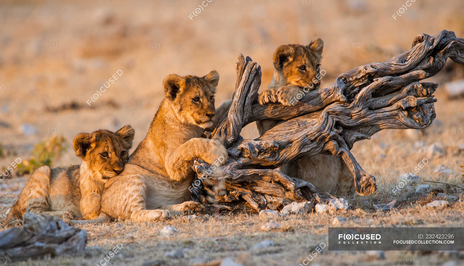 Adorable and cute Lion Cubs playing with log — tourism, nature ...