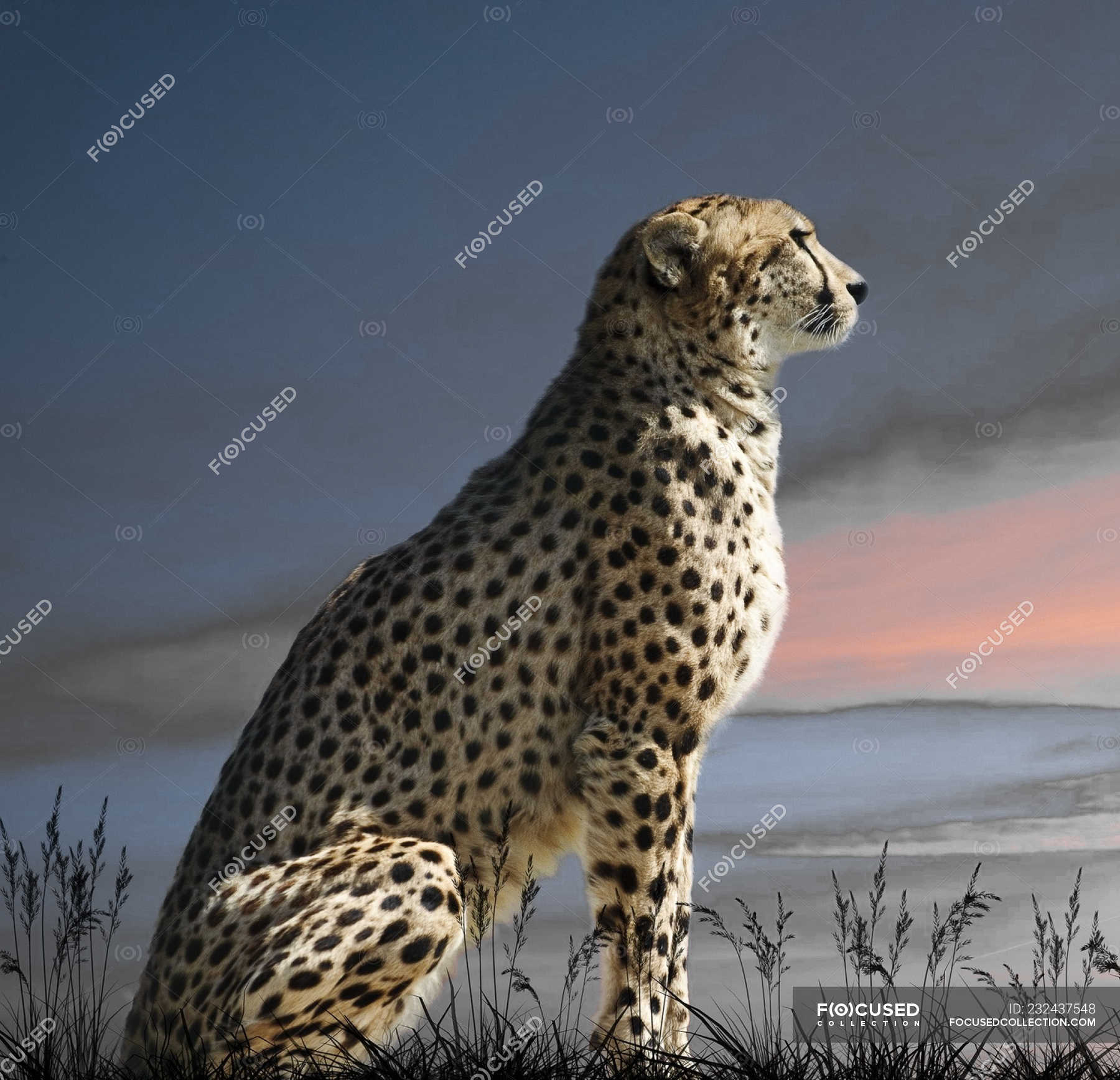 Side Portrait Of A Majestic Cheetah Cat Spots Rural Scene Stock Photo 232437548