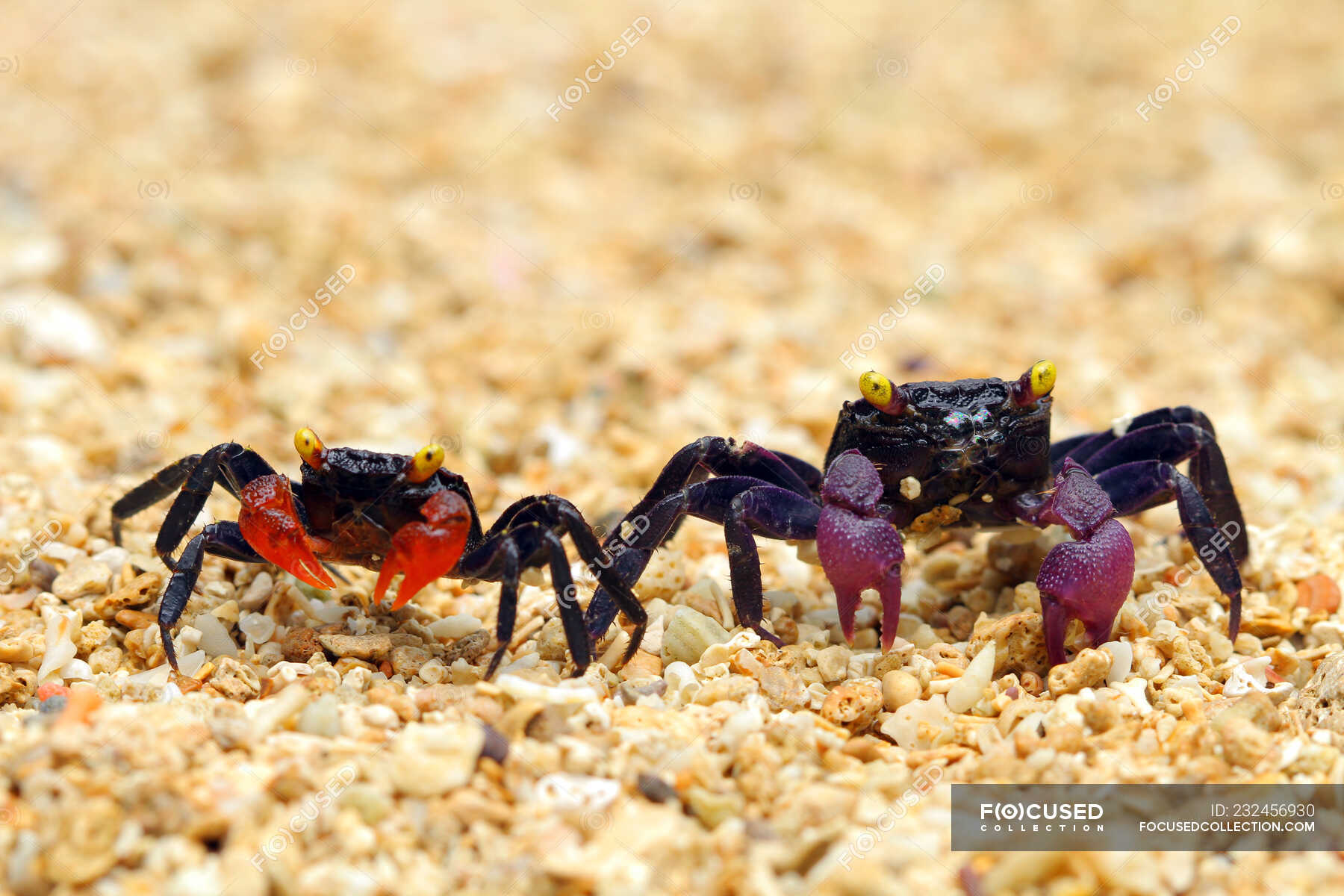 Two crabs on the beach, Indonesia — togetherness, crustacean - Stock ...