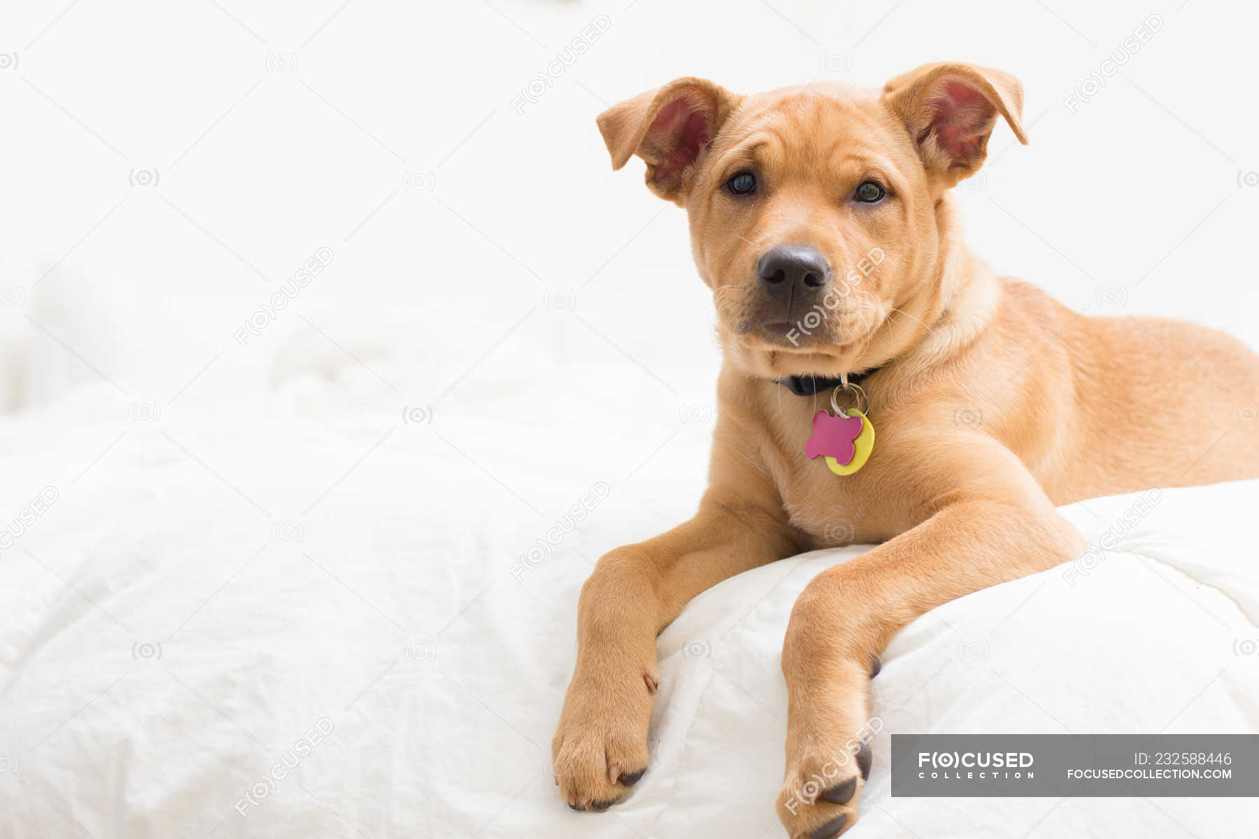 Labrador terrier mix Puppy dog lying on bed — pet, funny Stock Photo | #232588446