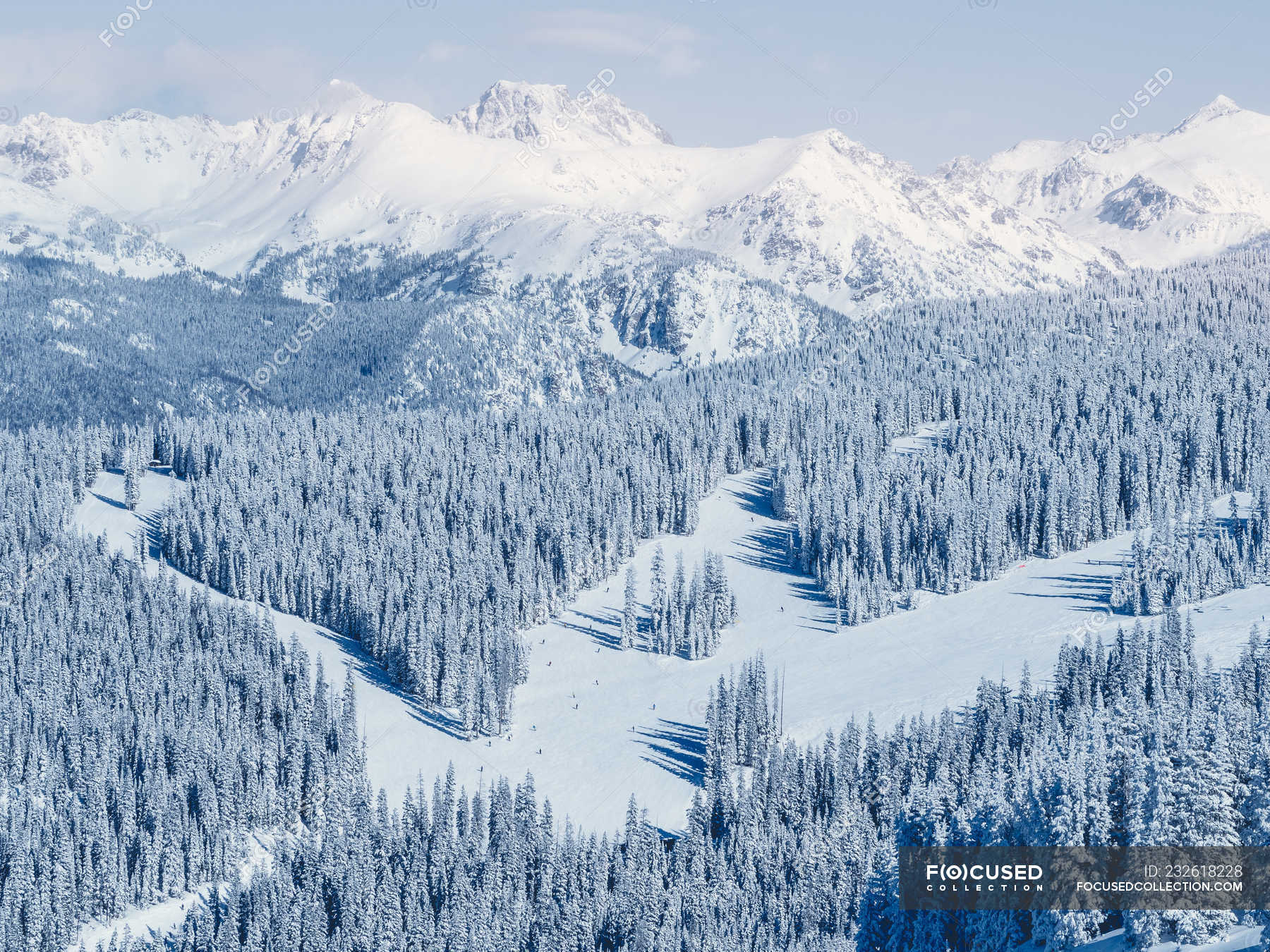 Evergreens Vail Colorado America, Snow Covered Landscape