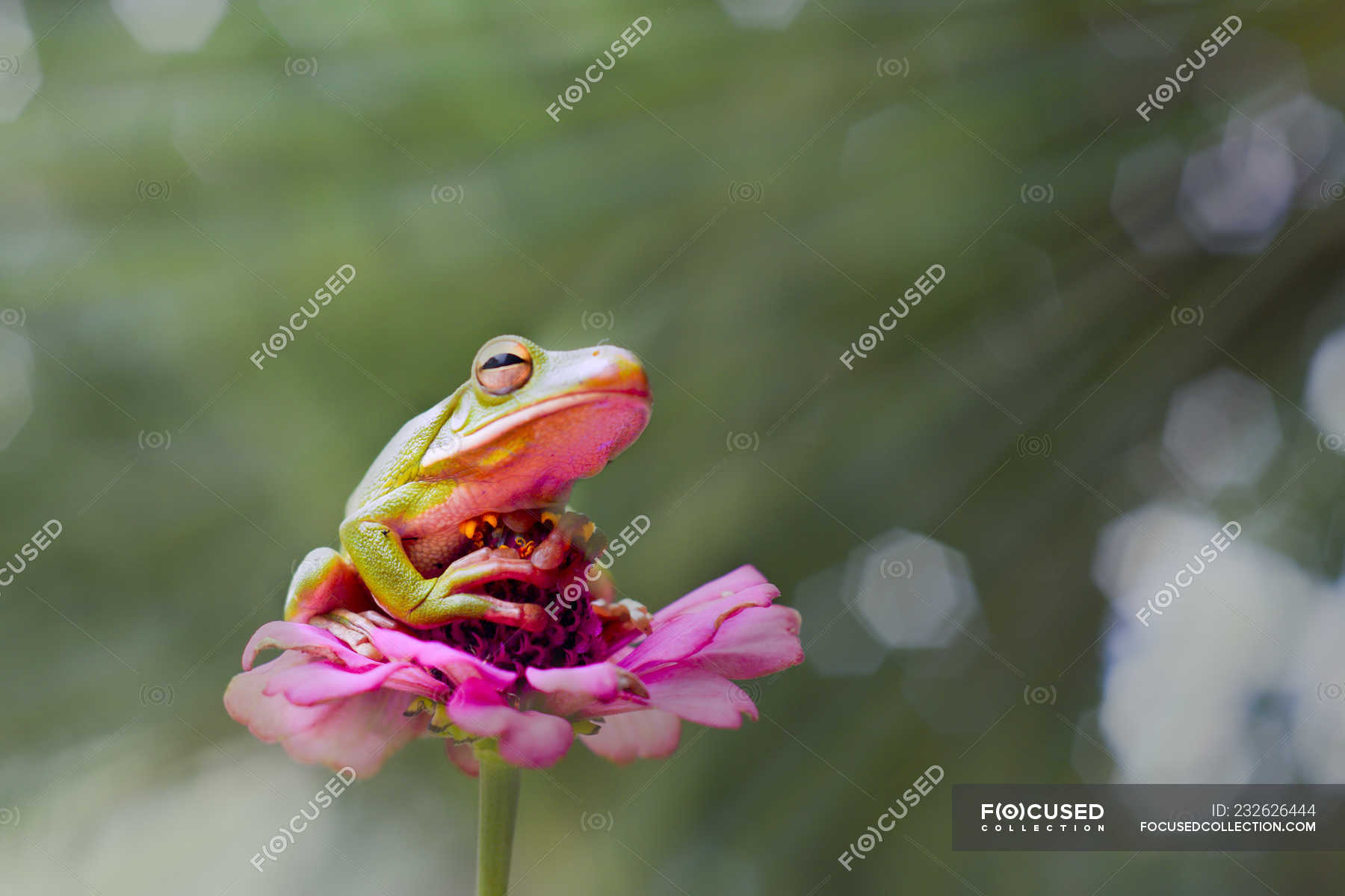 White-lipped tree frog on a flower, closeup view — wildlife, white ...