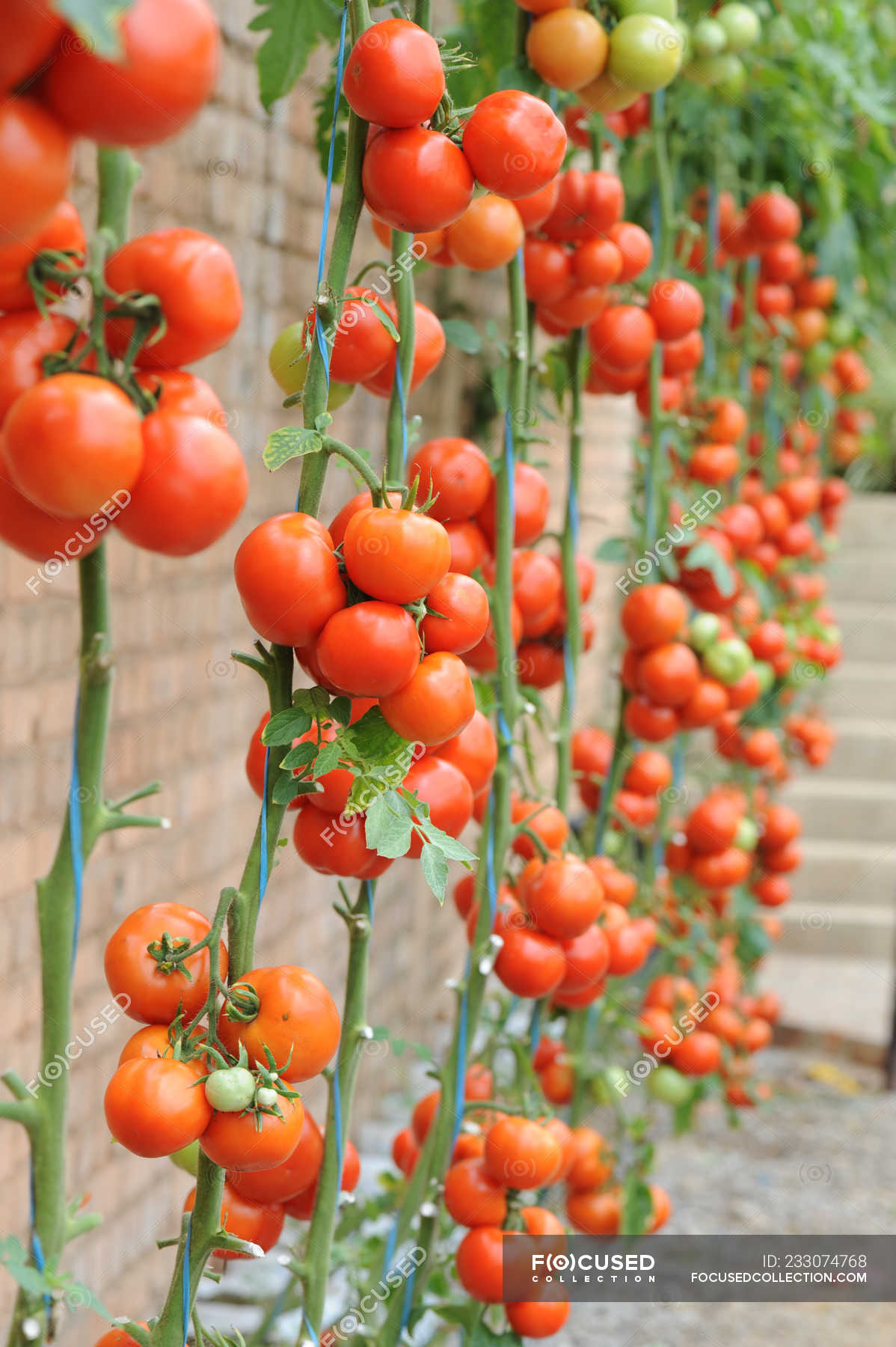 tomato-plants-growing-against-a-wall-freshness-tomatoes-stock