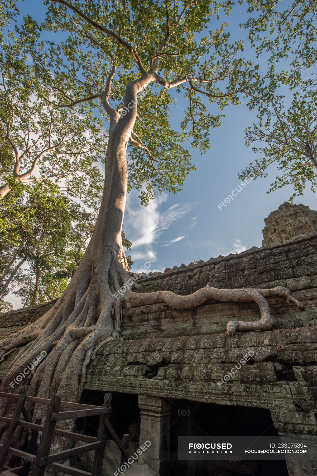 Tree root growing at Ta Prohm temple, Angkor Wat, Siem Reap, Cambodia ...