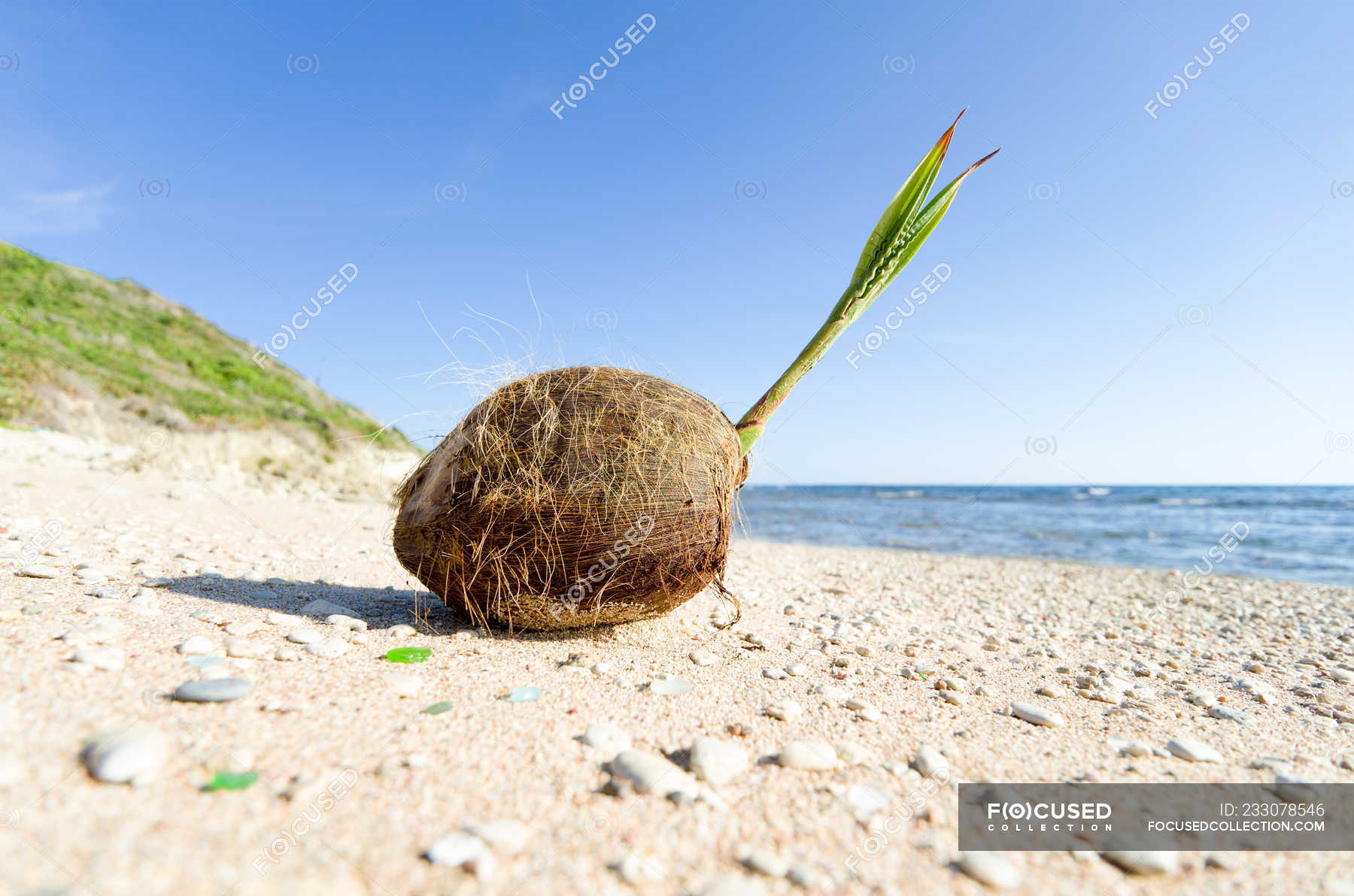 Closeup view of coconut on the beach, Barbados — Healthy Eating, raw