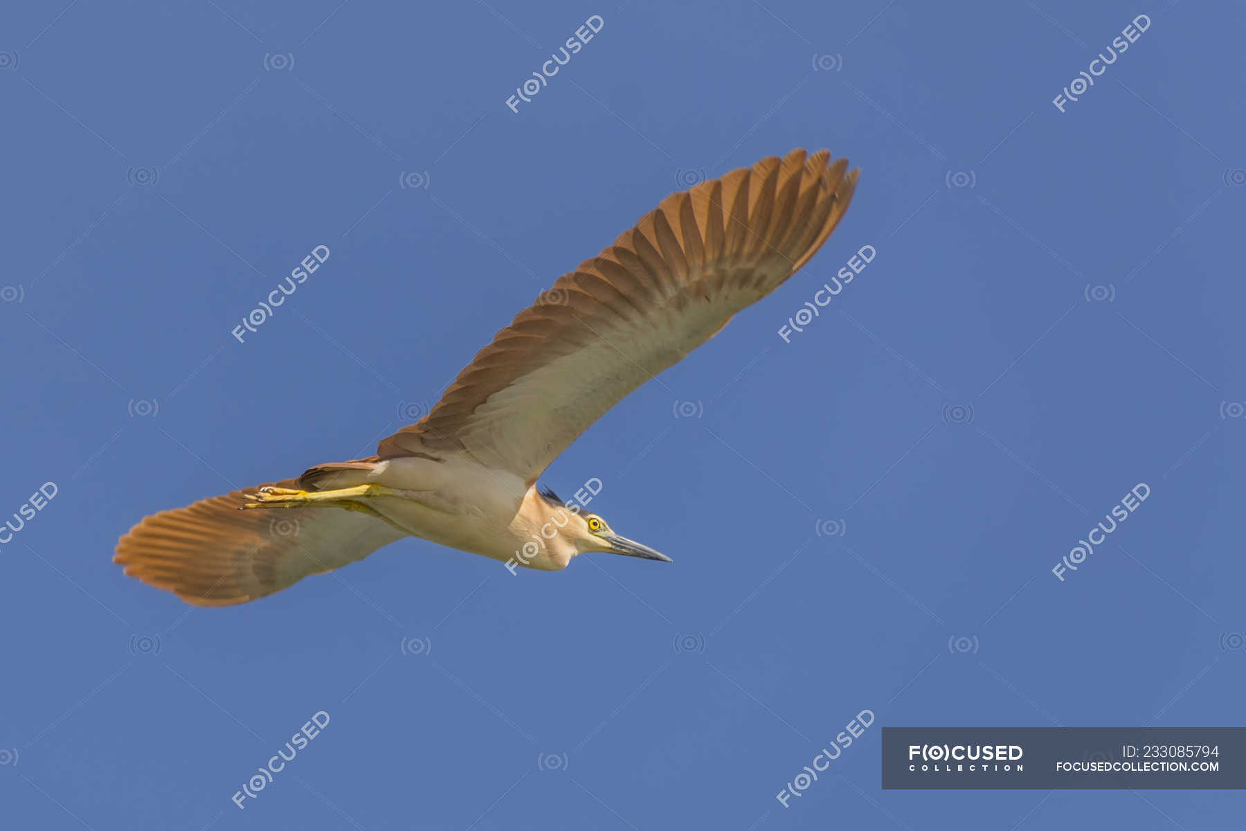 Nankeen night heron in flight at blue sky — outdoors, horizontal