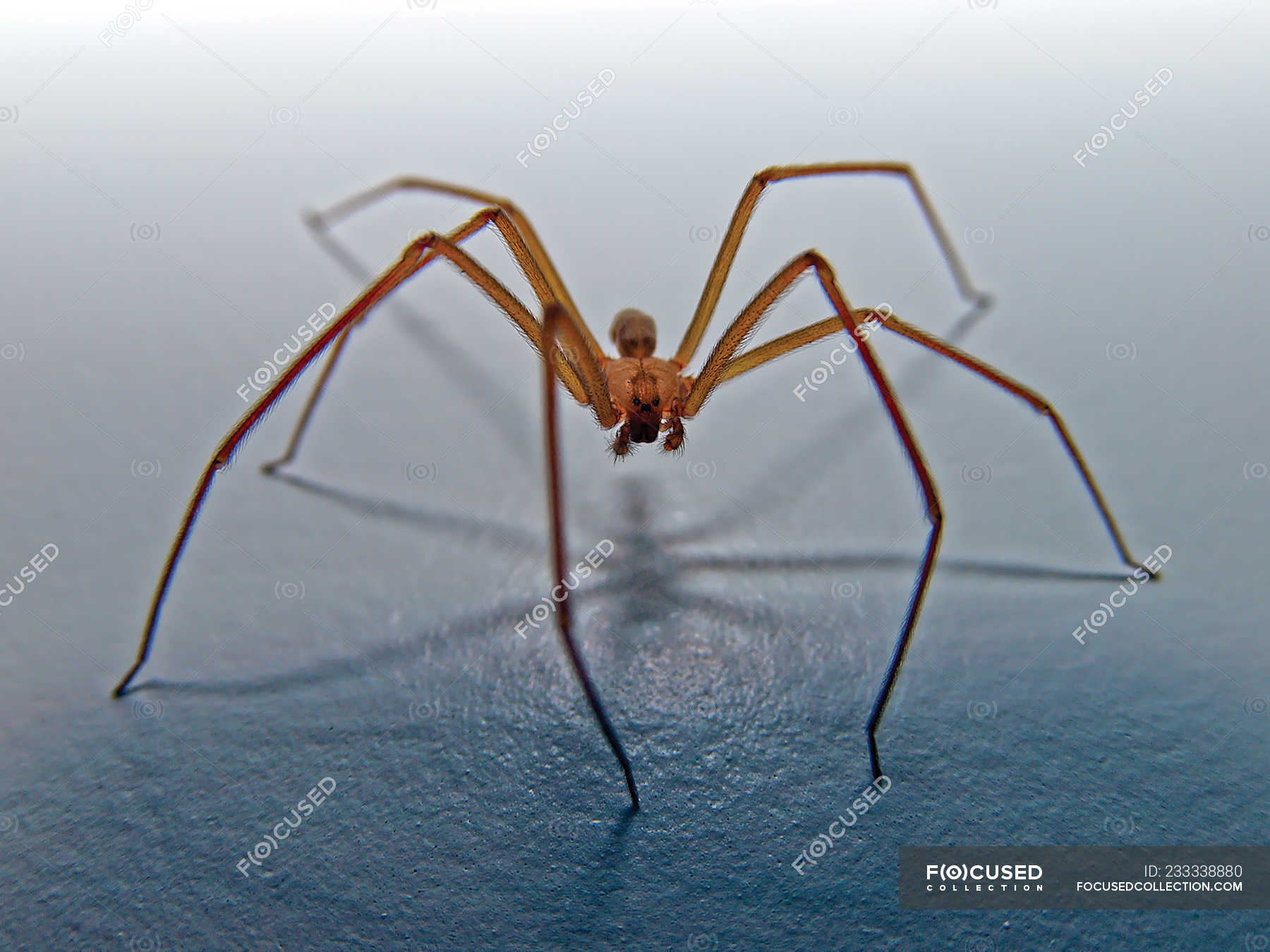 Brown Recluse Spider Closeup View — Scary Poisonous Stock Photo