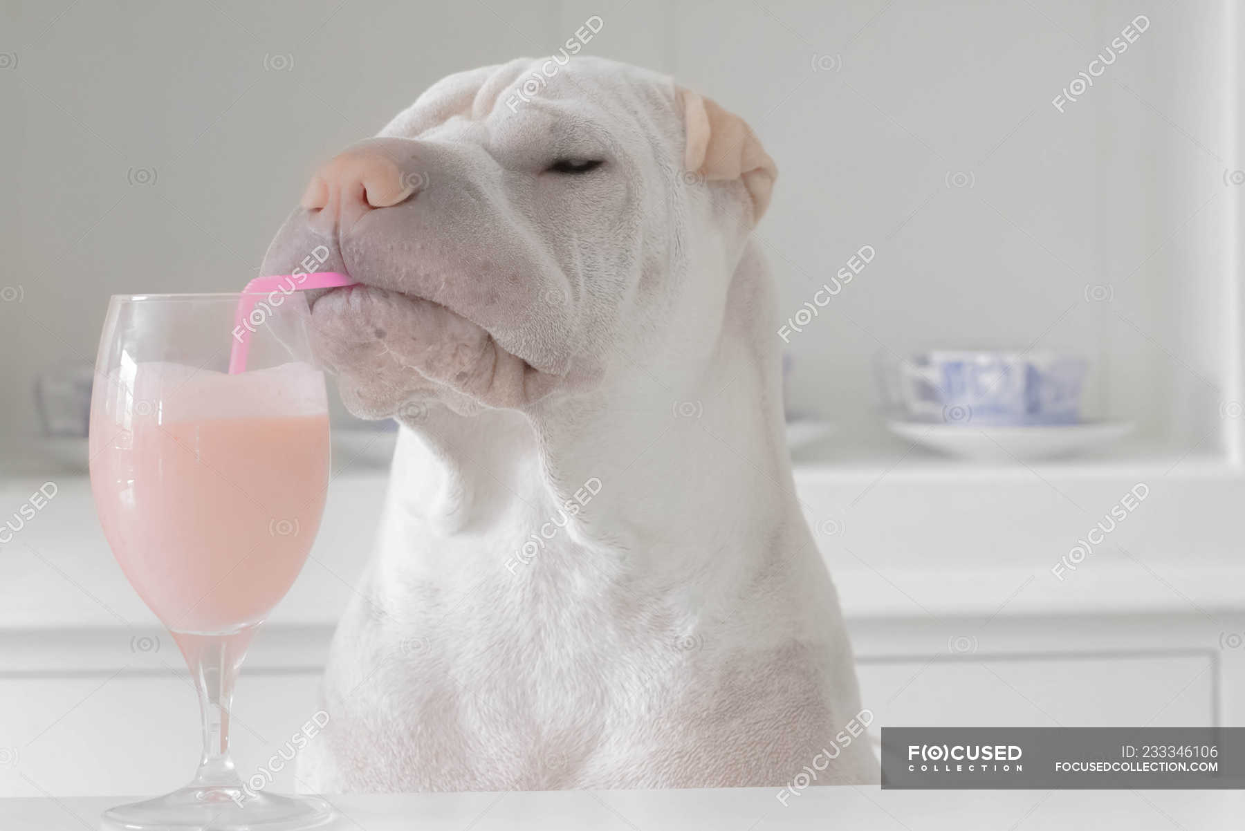 what happens if a dog drinks milkshake