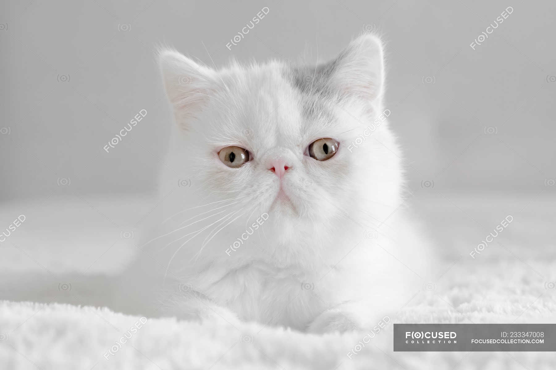 white exotic cats