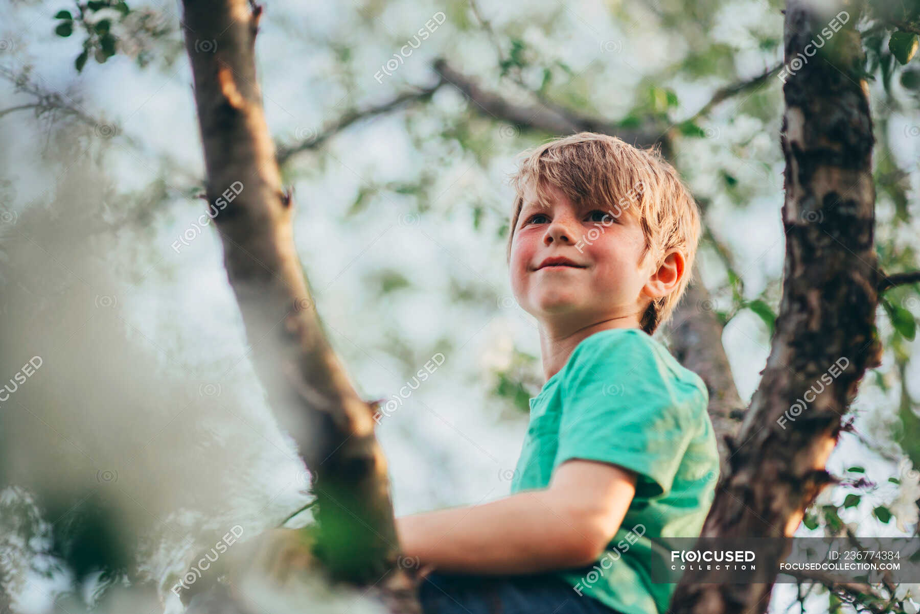 Portrait of a boy sitting in an apple tree — exploration, smiling ...