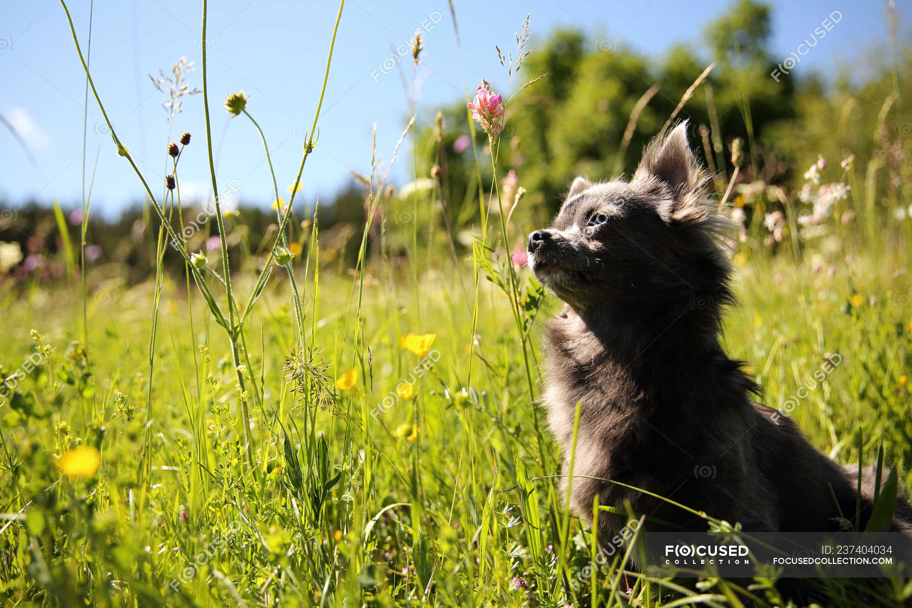 Retrato de un lindo perro Chihuahua a la luz del sol en el campo de hierba — Animales, Flores silvestres - Stock Photo | #237404034 Retrato de un lindo perro Chihuahua a la luz del sol en el campo de hierba — Animales, Flores silvestres - Stock Photo | #237404034
