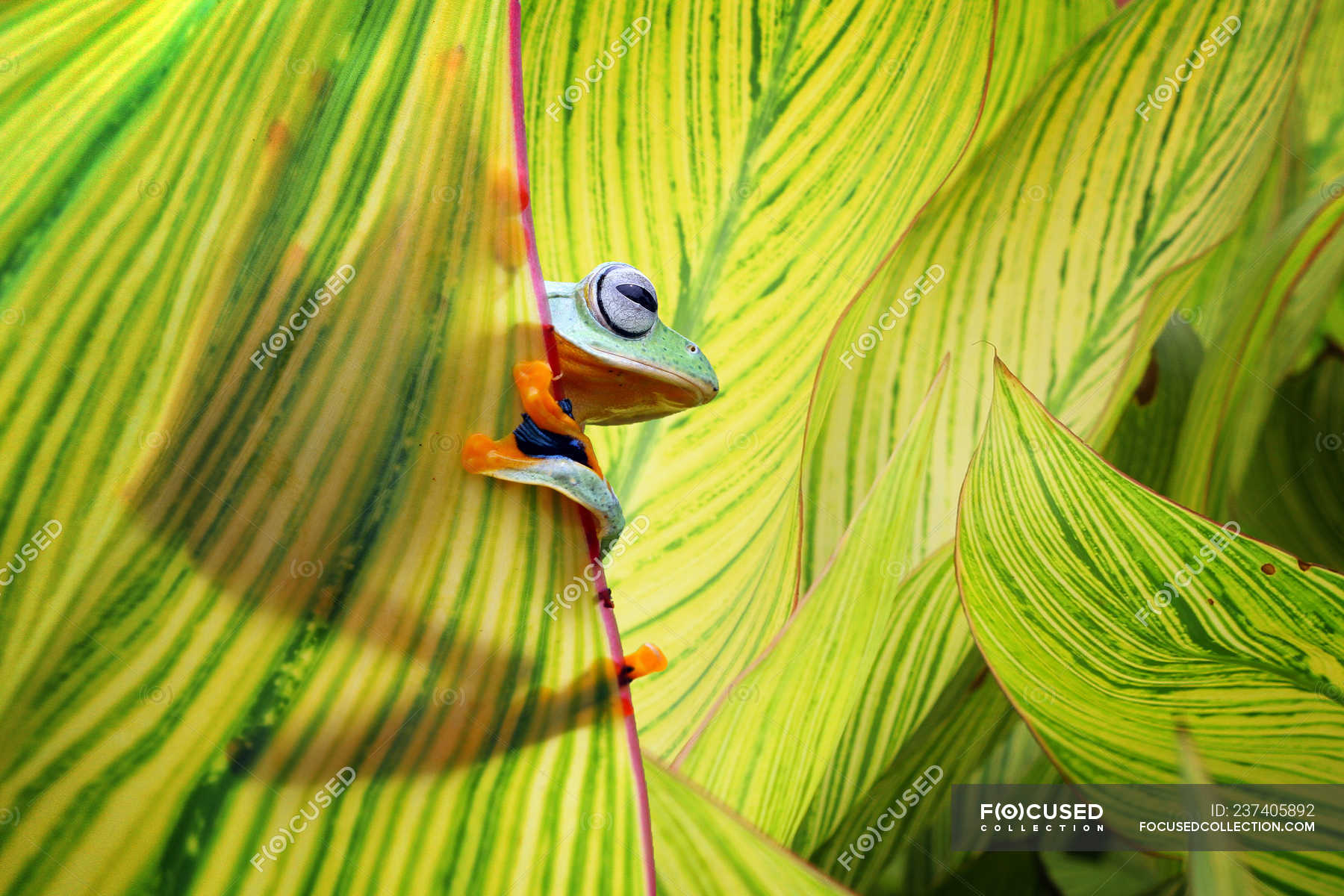 Javan tree frog hiding in leaves — alertness, exotic Stock Photo