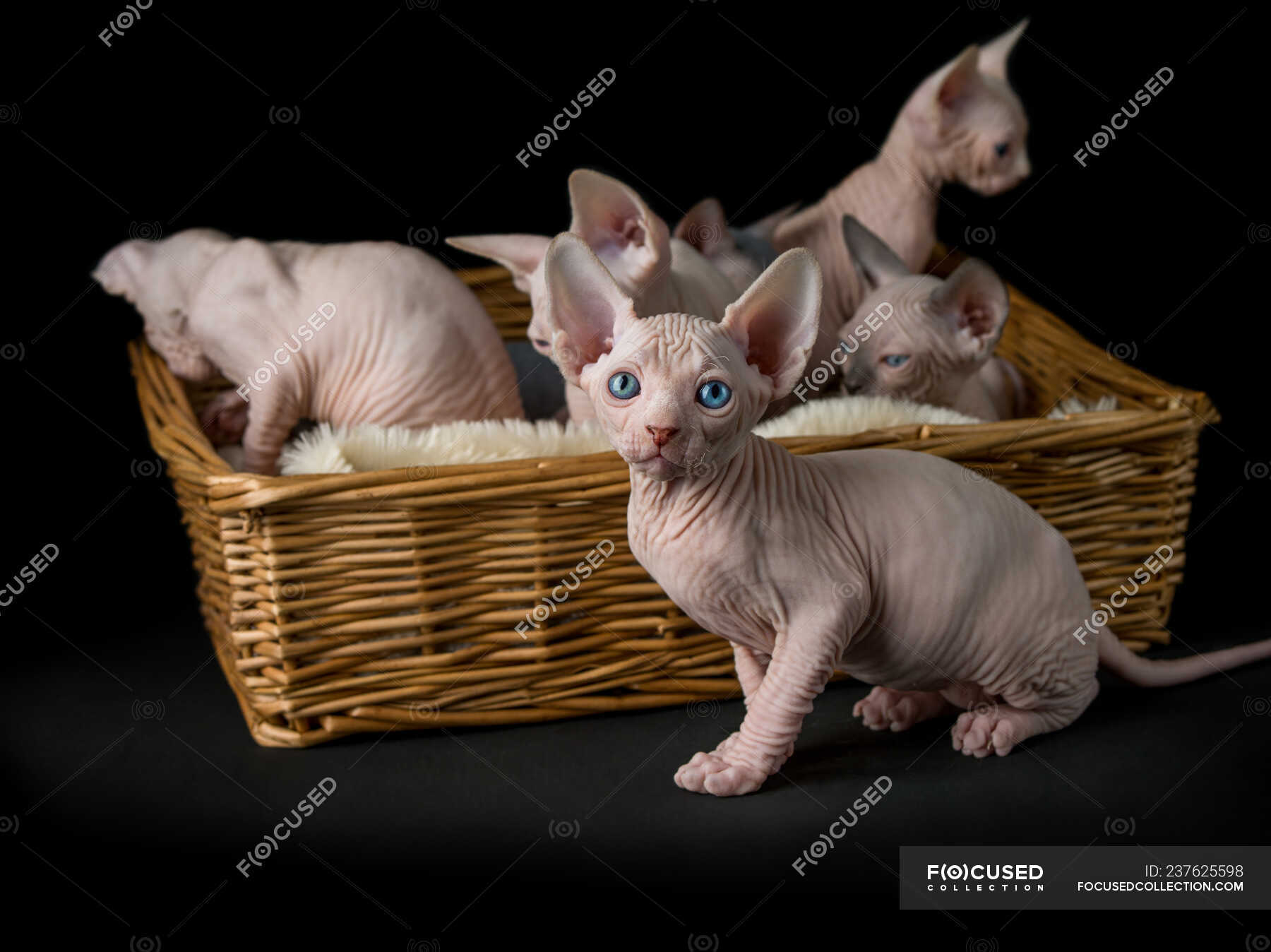 Cute sphynx kittens in basket on black background — animal, fluffy ...