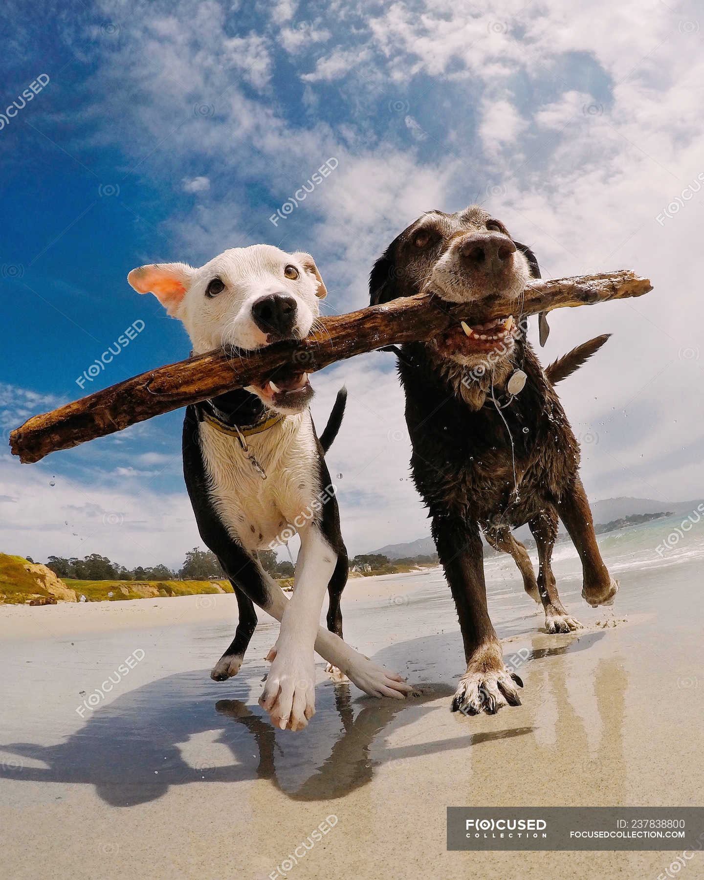 Two cute dogs with one stick on beach — adorable, animal portrait ...