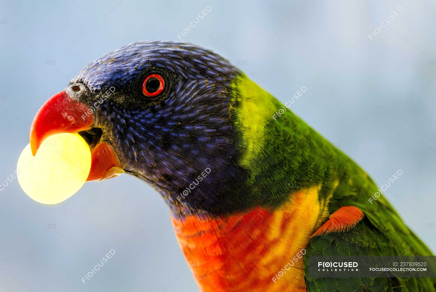 Rainbow Lorikeet With A Grape In His Beak Blurred Background Fauna Wild Stock Photo 237839520