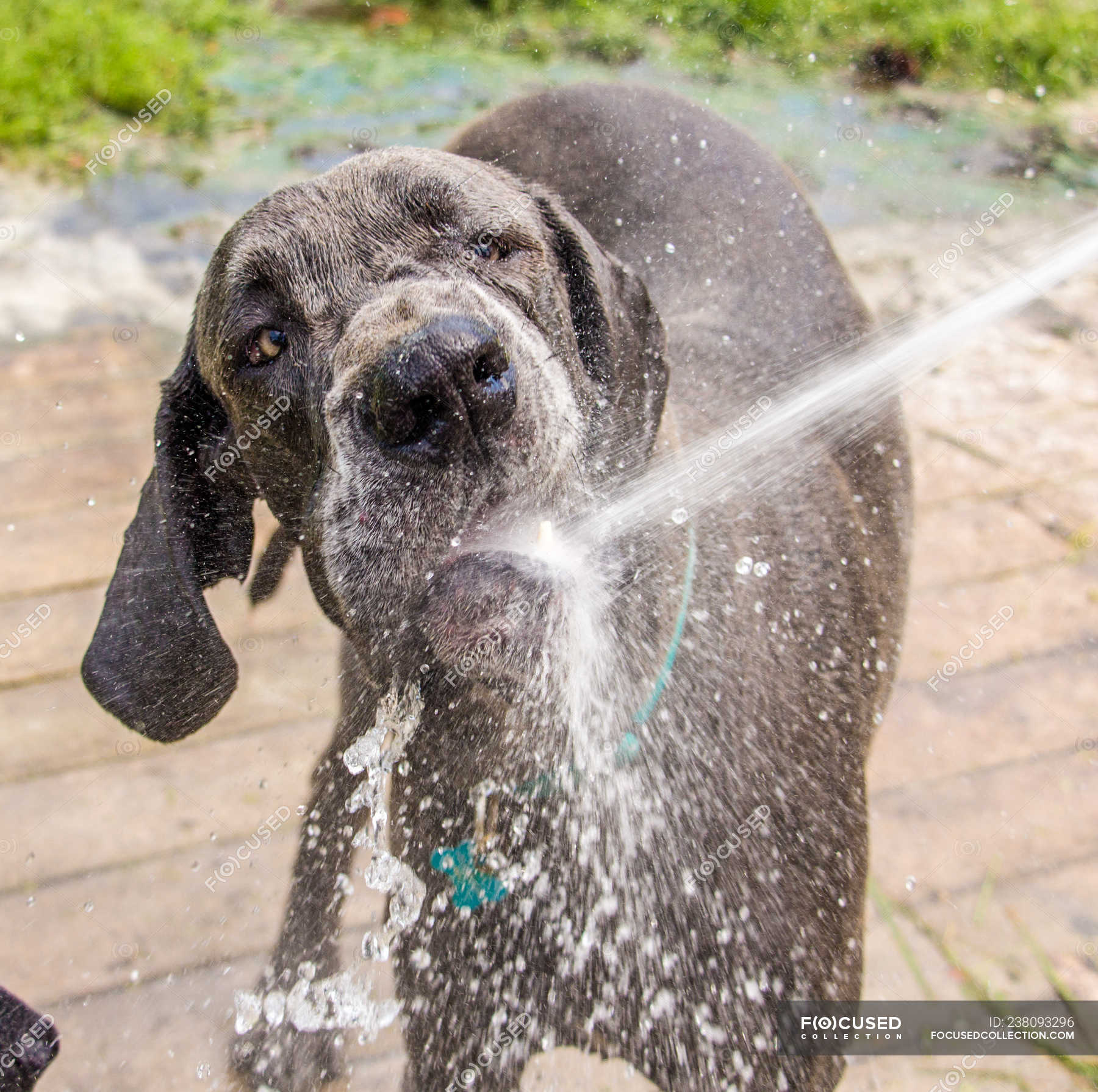 Dog drinking water from a hosepipe in the garden — square, cute Stock