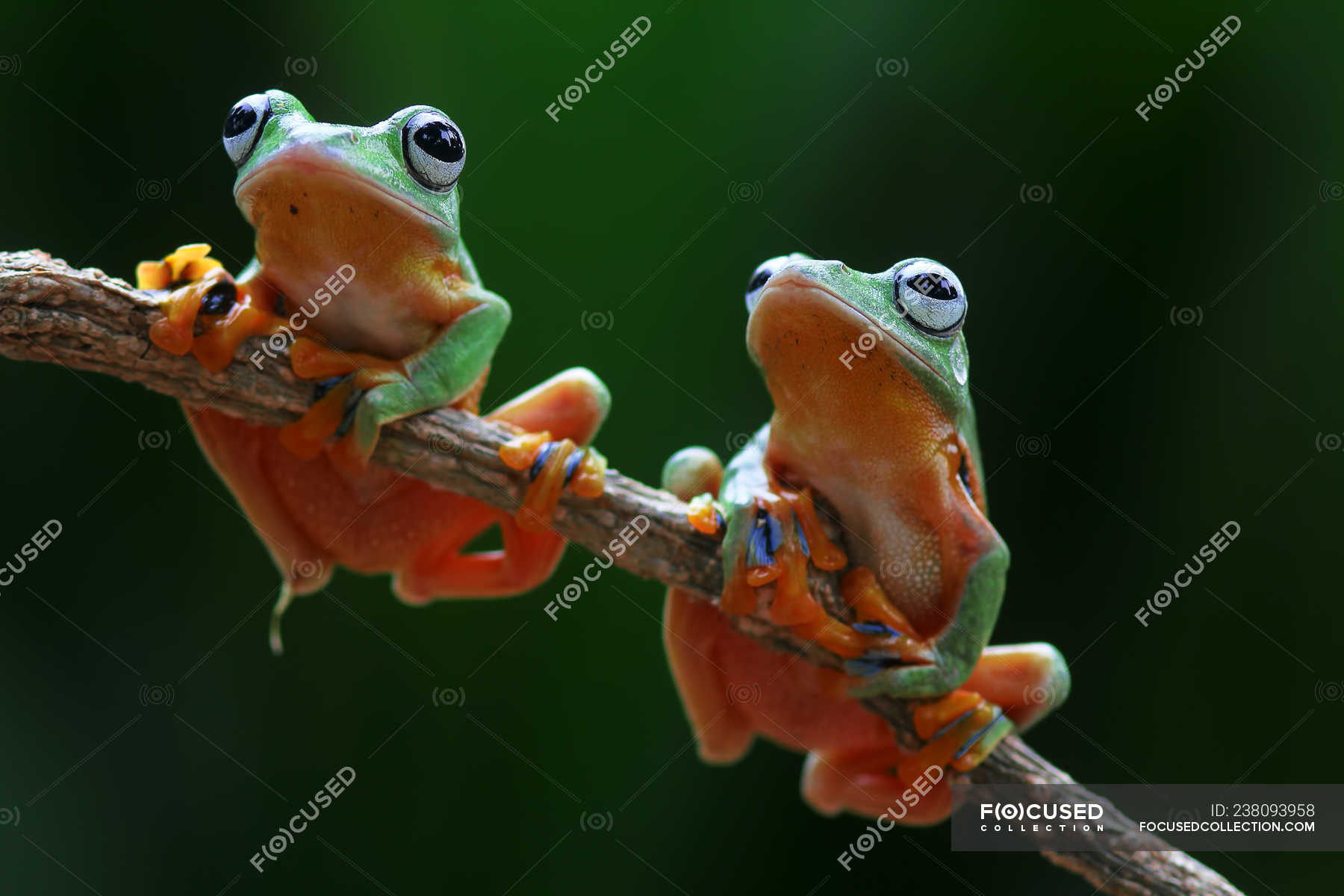 Wallace flying frogs - Stock Photos, Royalty Free Images | Focused