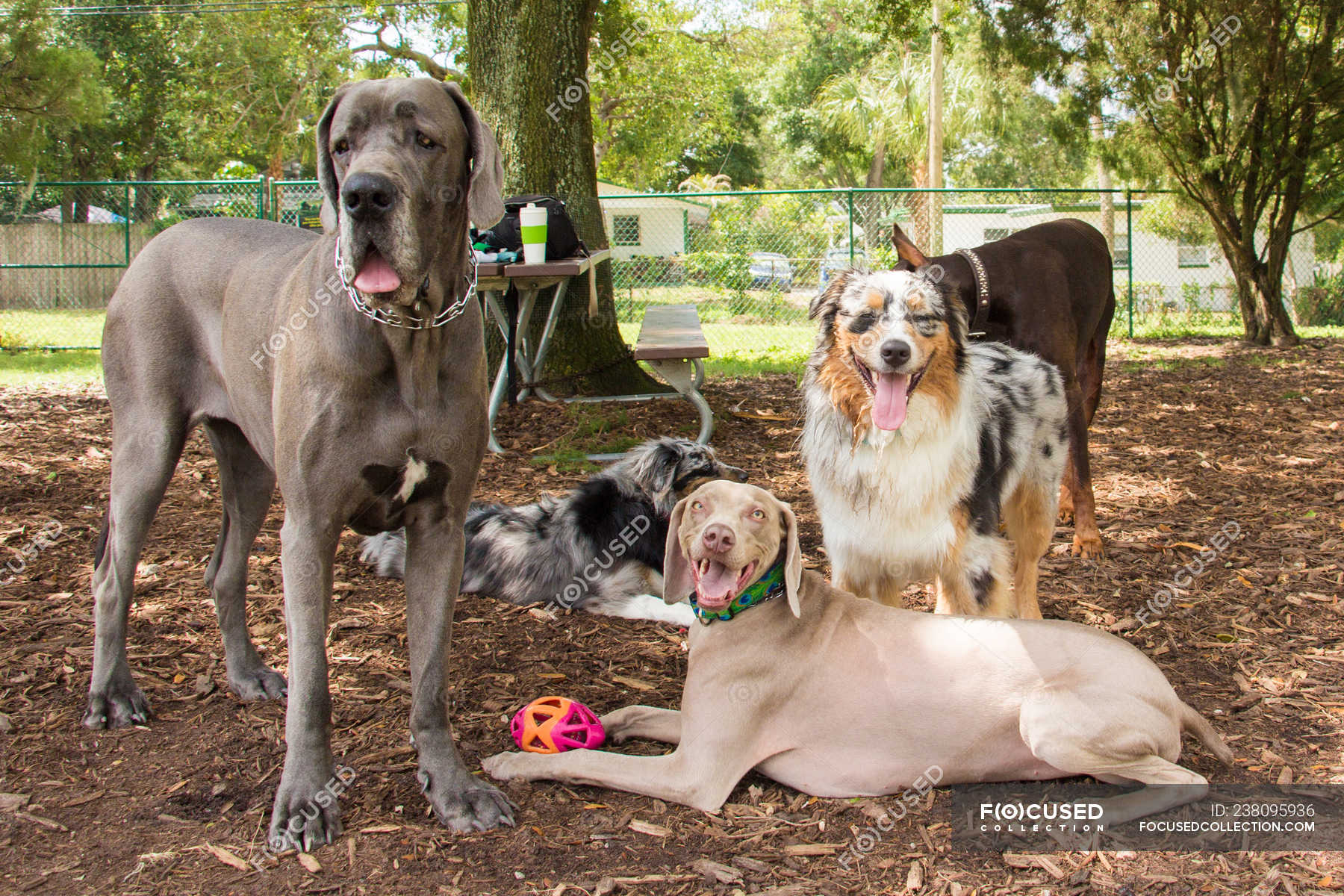 are dogs allowed in parks in india