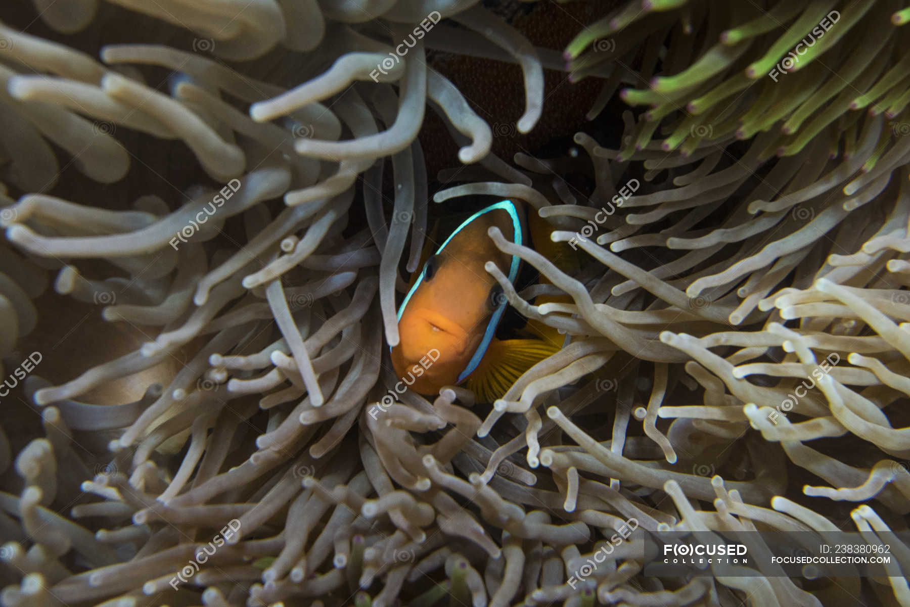 Clownfish hiding in coral reef, Lady Elliot Island, Great Barrier Reef ...