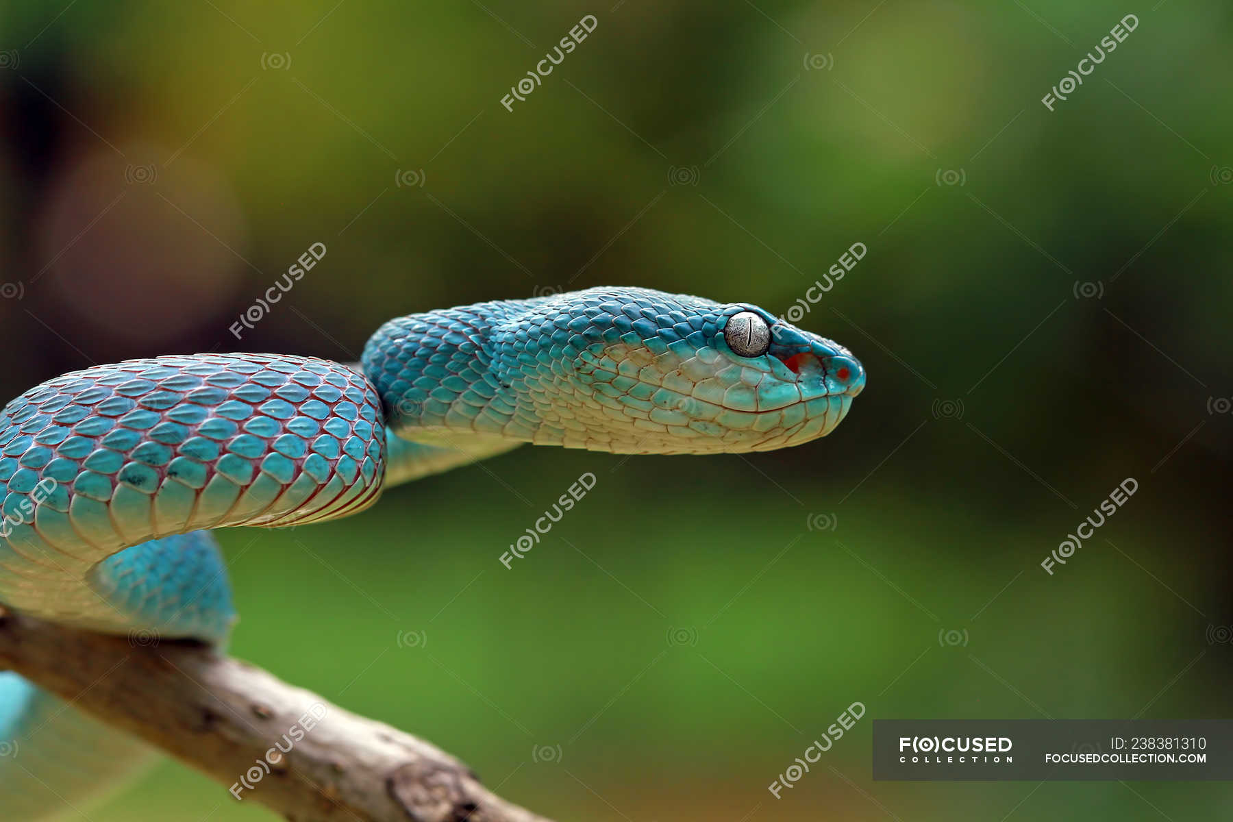 Side view of beautiful Blue viper snake, selective focus — carnivorous