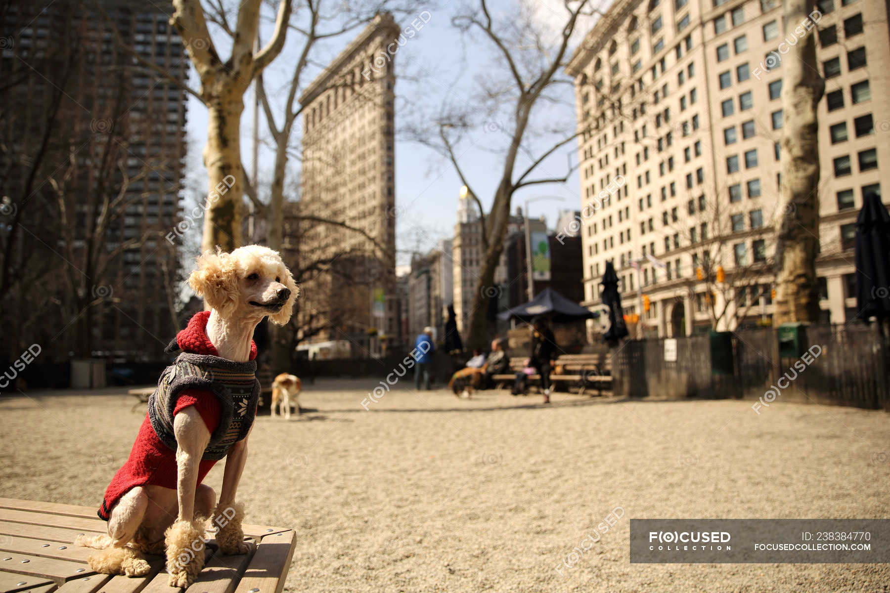 Poodle sitting on bench, Madison Square Park, Manhattan, New York ...