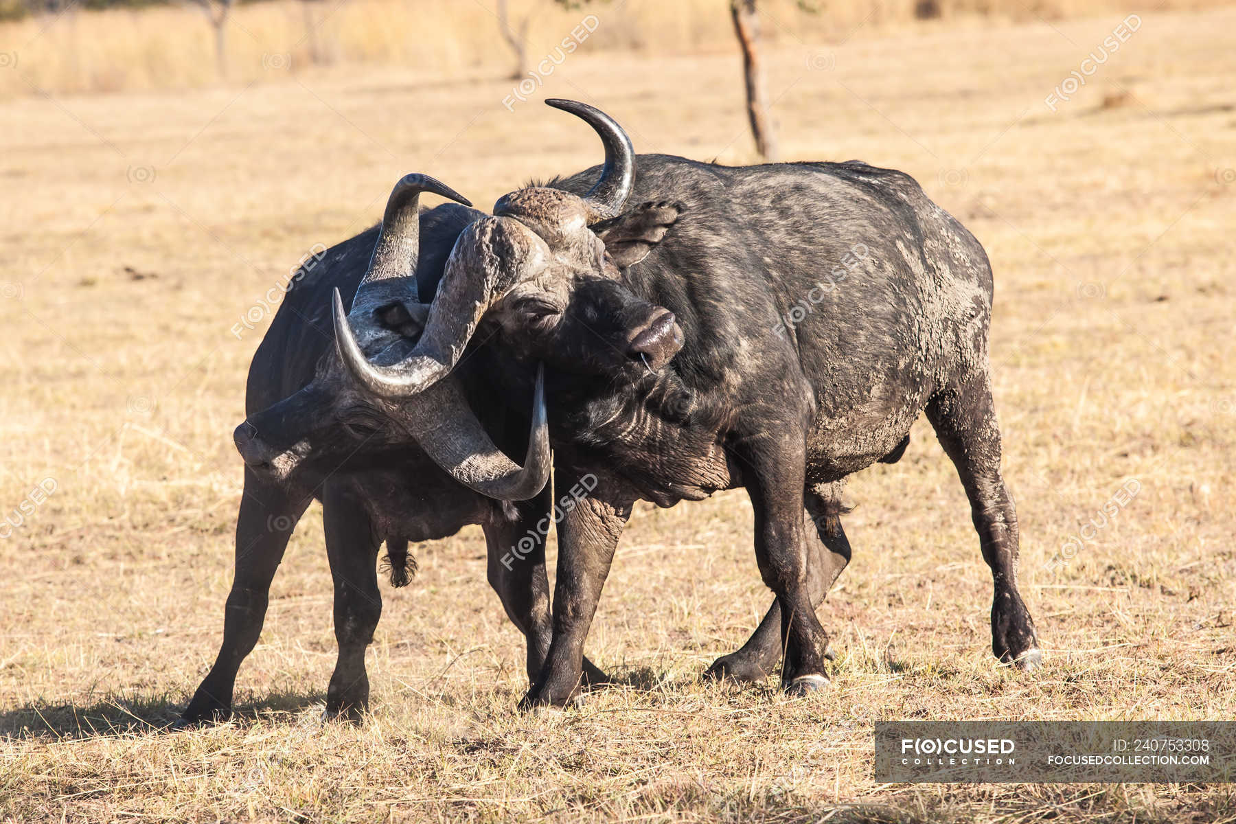 Stole på bekendtskab At tilpasse sig Scenic view of two Buffalo fighting, Limpopo, South Africa — competition,  safari animal - Stock Photo | #240753308