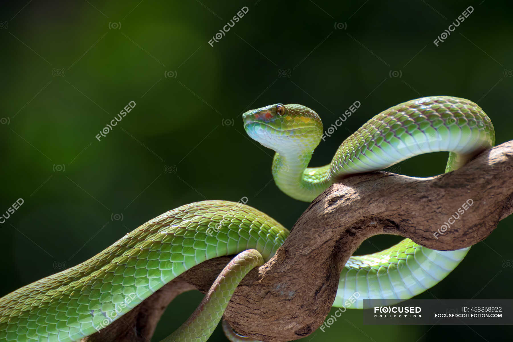 White-lipped Island Pit Viper Coiled Around A Tree Branch, Indonesia ...