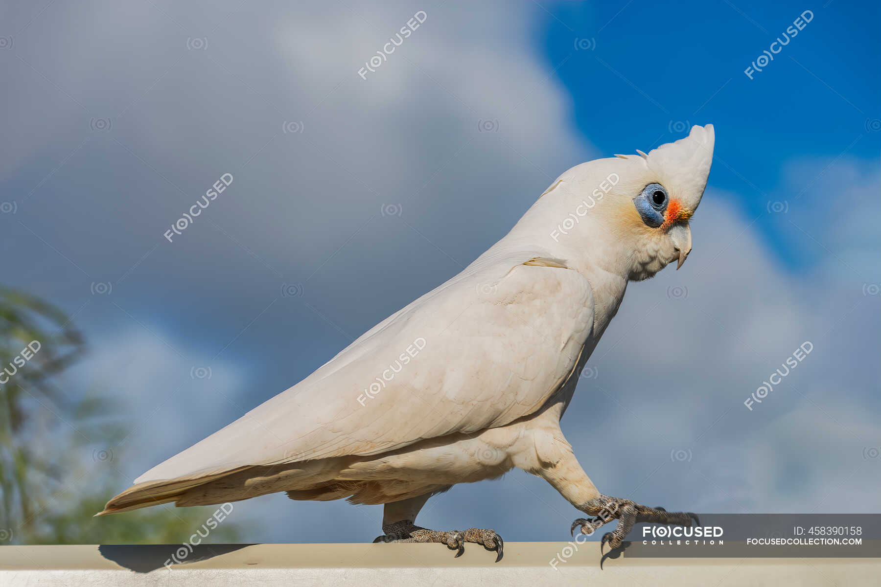 Little cockatoo - Stock Photos, Royalty Free Images | Focused