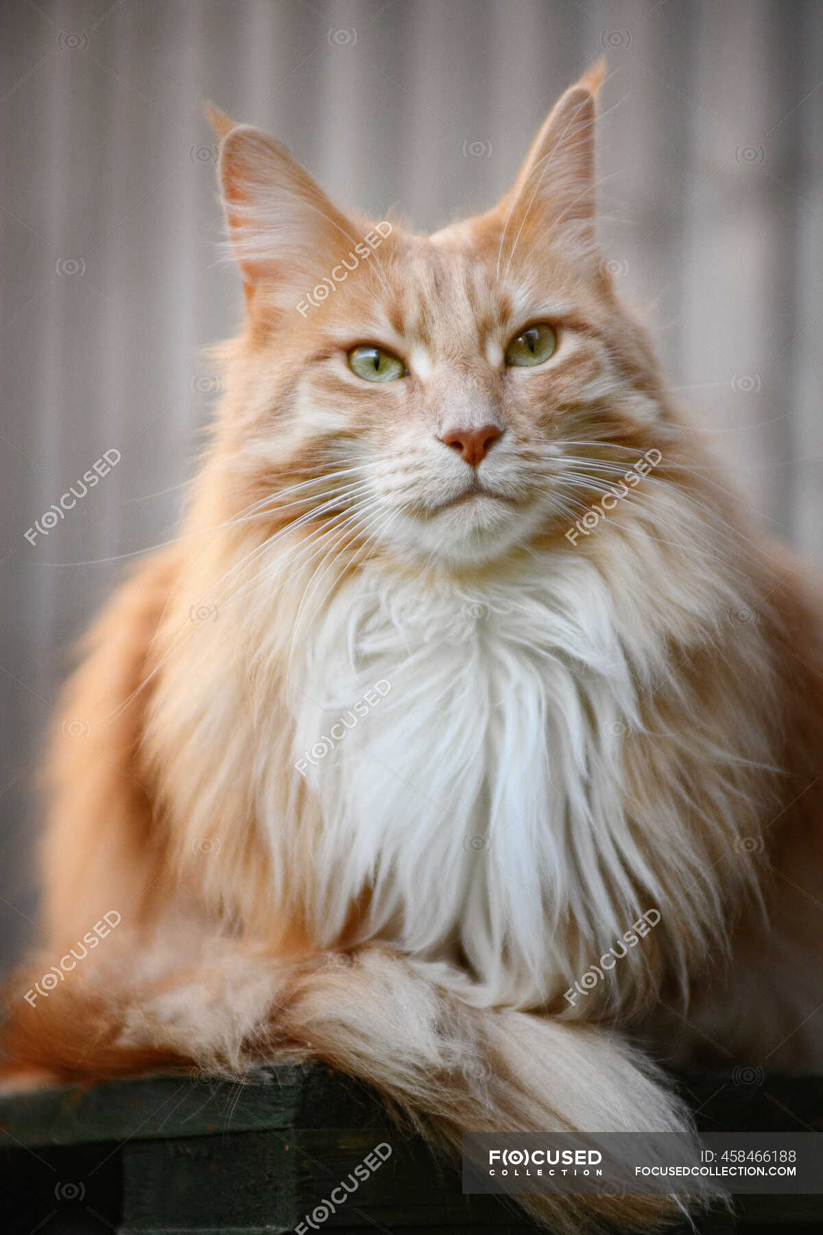 Maine Coon Stock Photos Royalty Free Images Focused