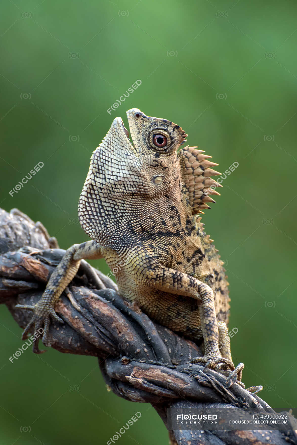 female-forest-dragon-on-a-branch-in-the-jungle-indonesia-wildlife